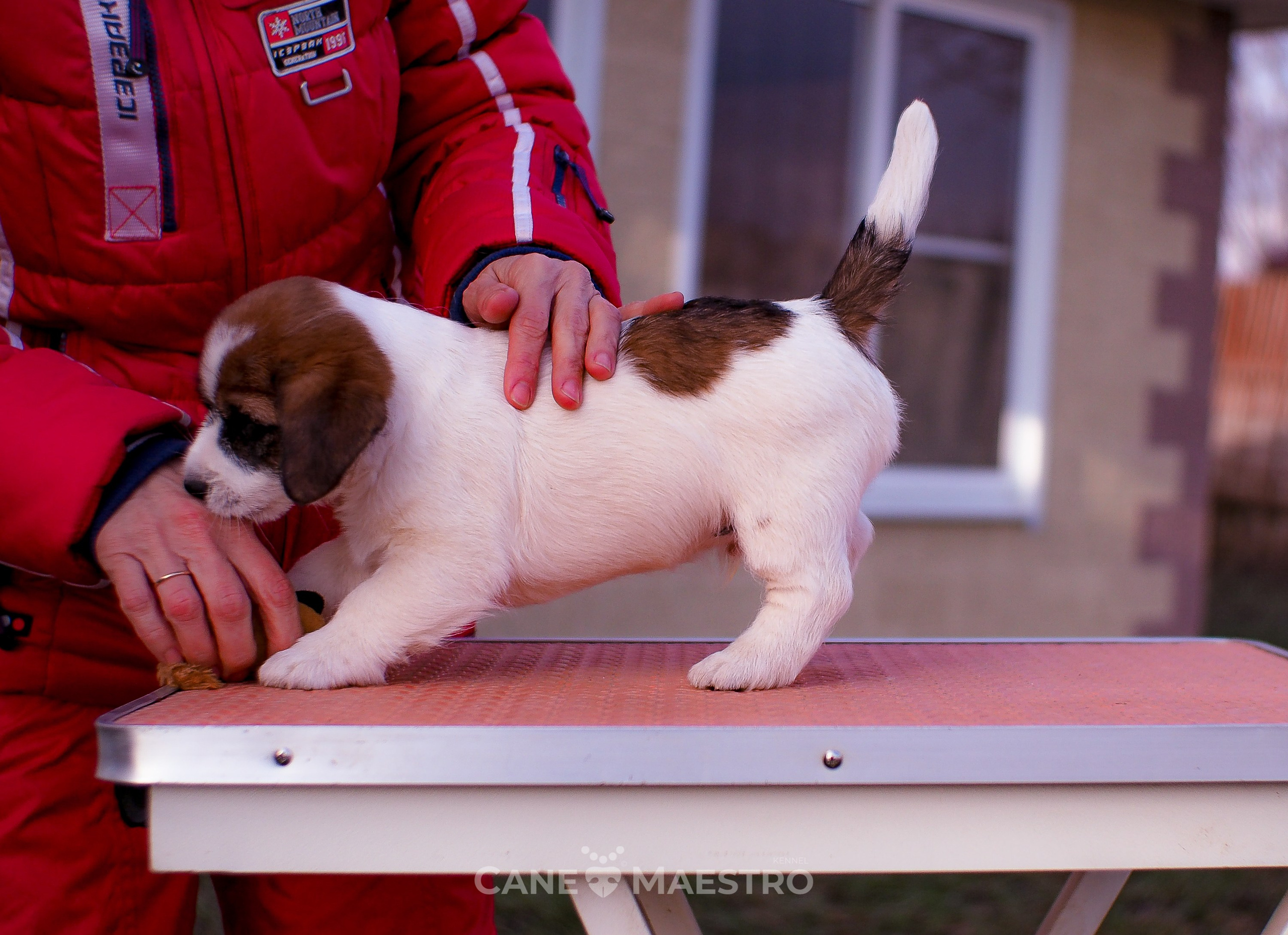 Мальчик 2. Кобель бело-рыжий. Джек рассел терьер щенок. КАНЕ МАЭСТРО — питомник Джек рассел терьеров