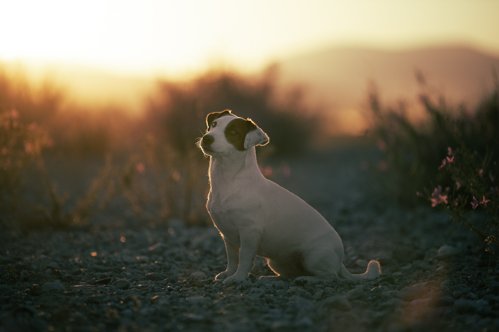CANE MAESTRO MARSHMALLOW. CANE MAESTRO — kennel Jack Russell Terrier
