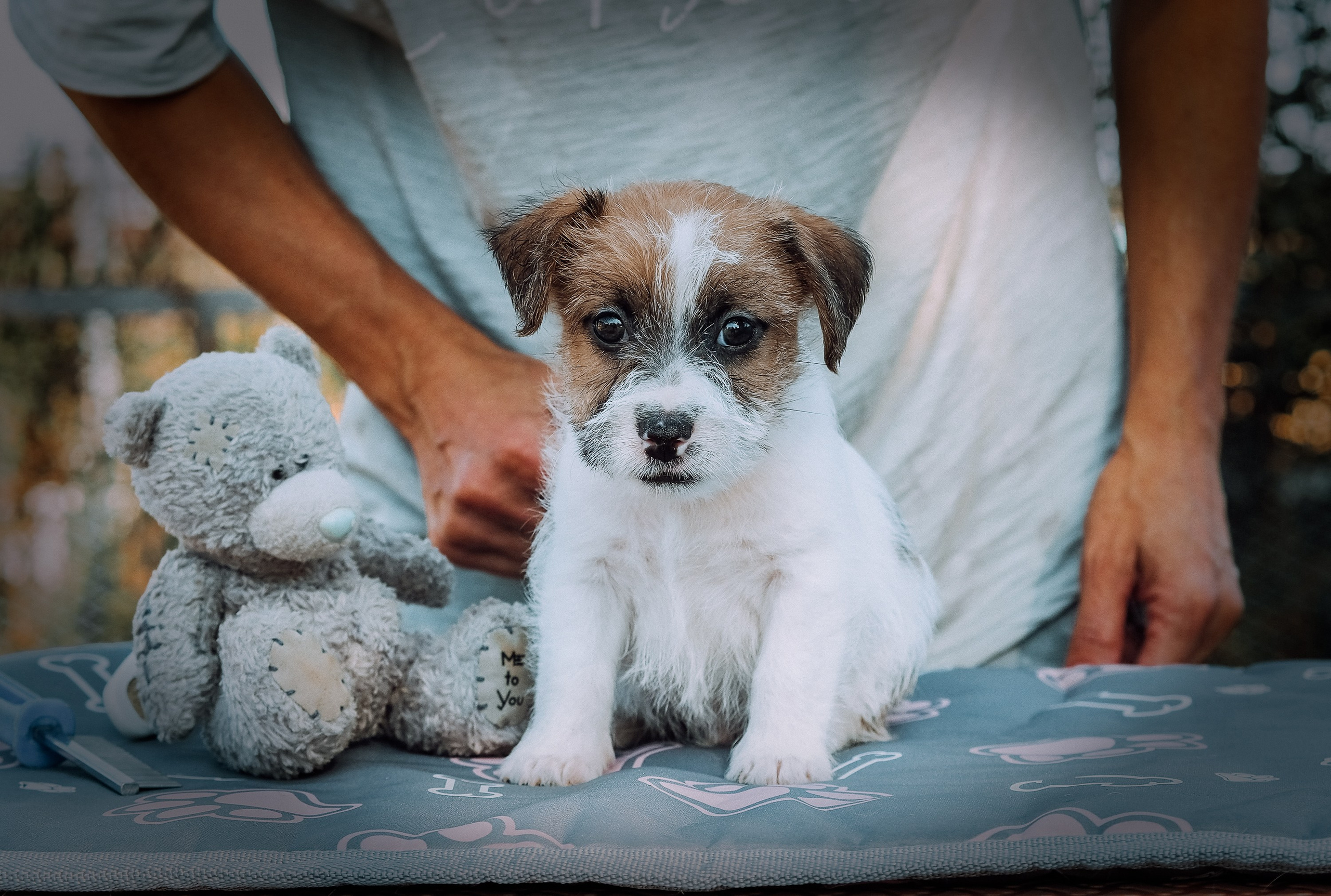 Щенок бело-рыжий джек рассел терьер. КАНЕ МАЭСТРО — питомник Джек рассел терьеров