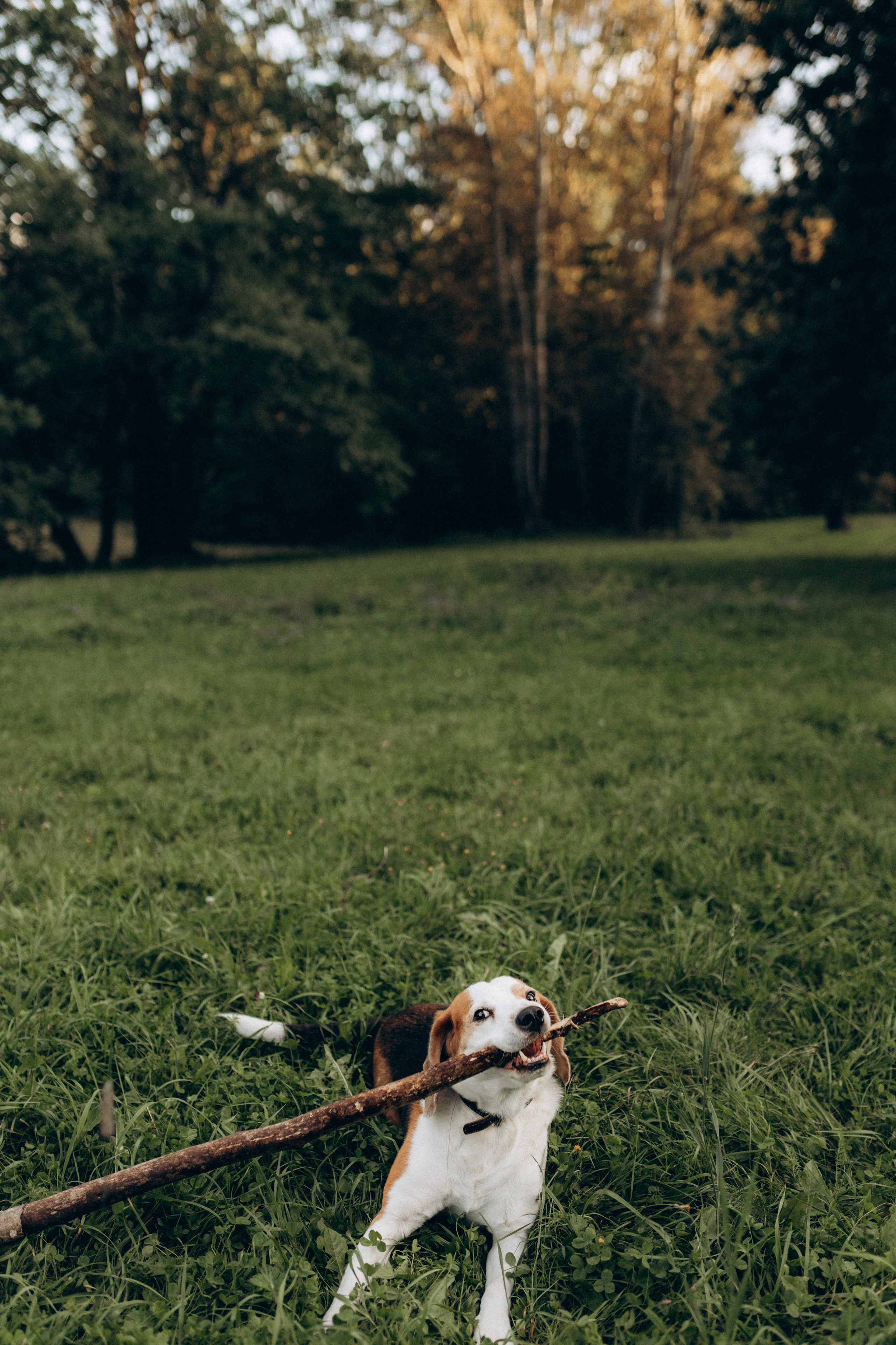 Наташа, Андрей, Эмиль, Стас, Ярослав и Арчи. Фотограф НОГИНСК, Москва, Анастасия Белая