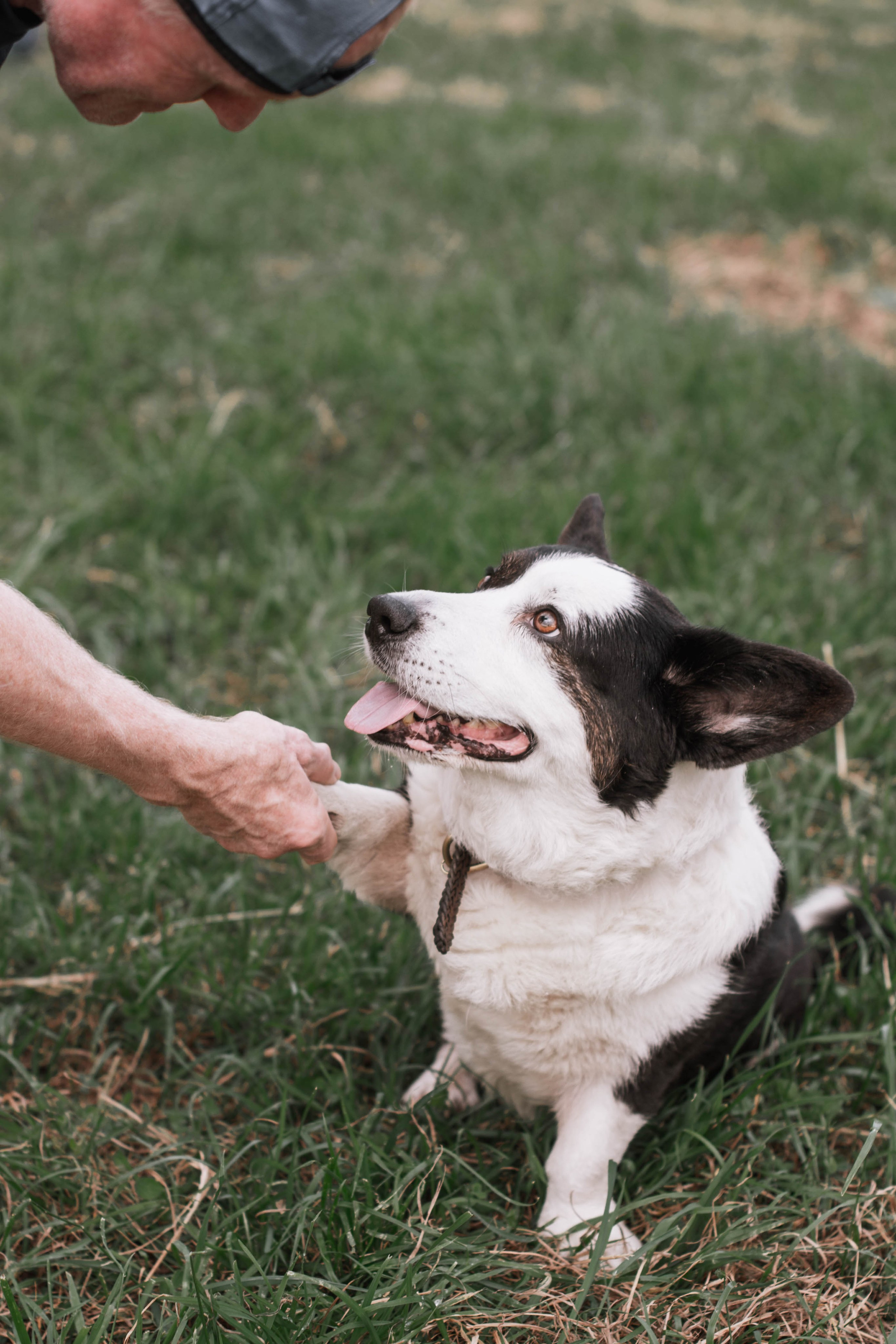 Репортаж встречи владельцев собак породы корги. Фотограф собак, анималист в Москве Кира Яковлева