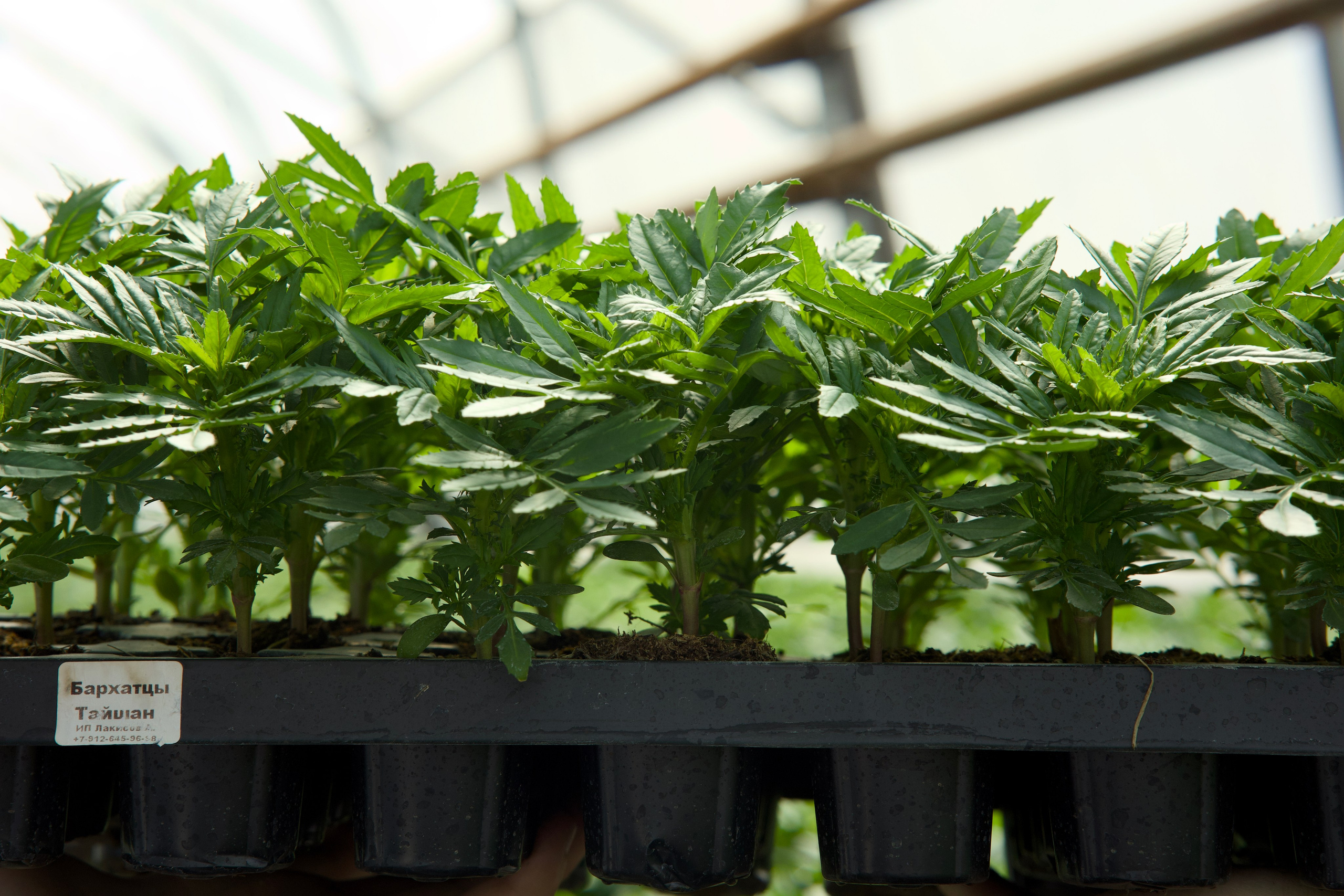 Съёмка для питомника растений «Лаки» под Екатеринбургом. Фотограф в Екатеринбурге: венчания, крещения, репортаж. Видео и трансляции. Официальный фотограф Екатеринбургской епархии