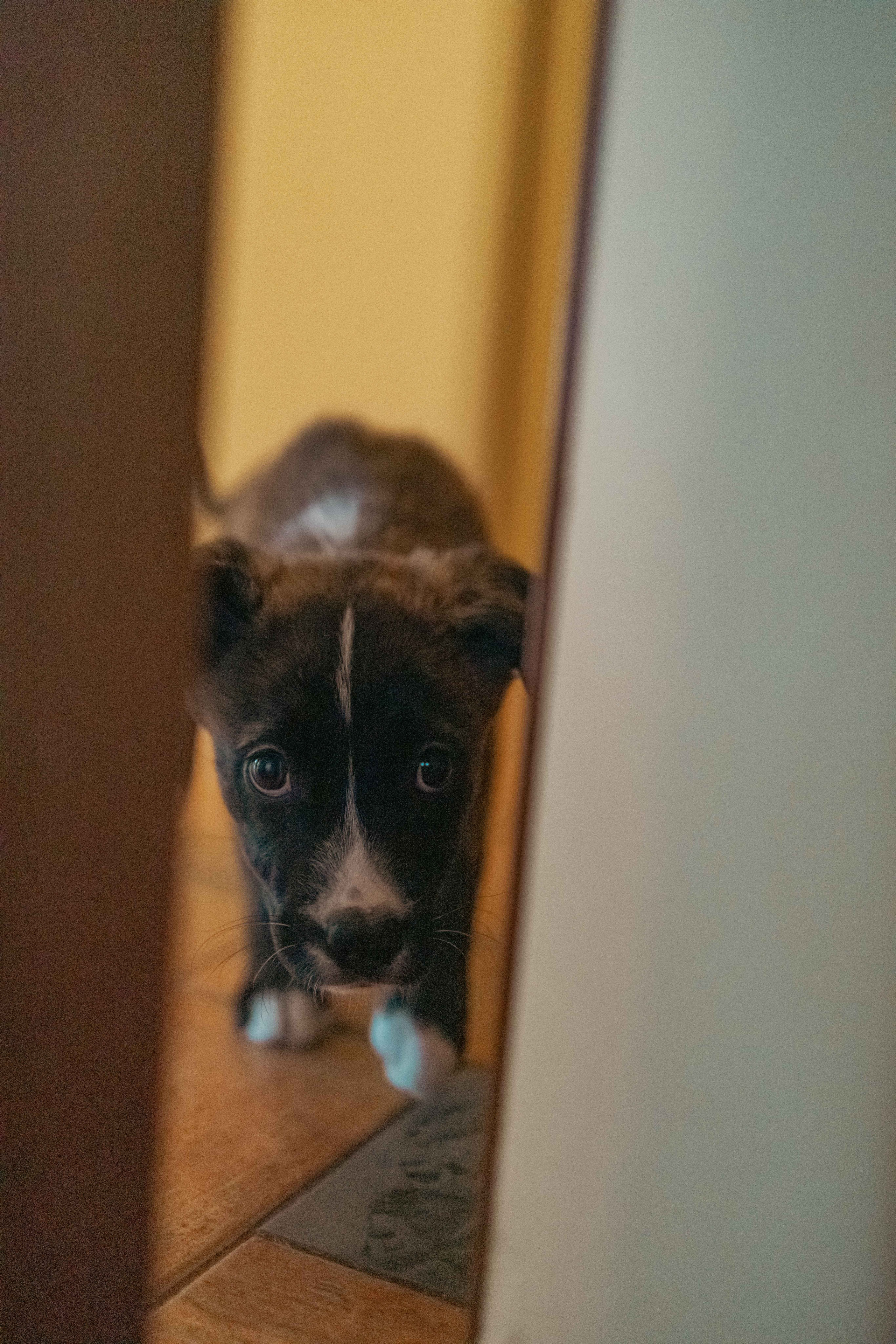 Гайка. Фотограф-анималист в Москве Лера Черноног