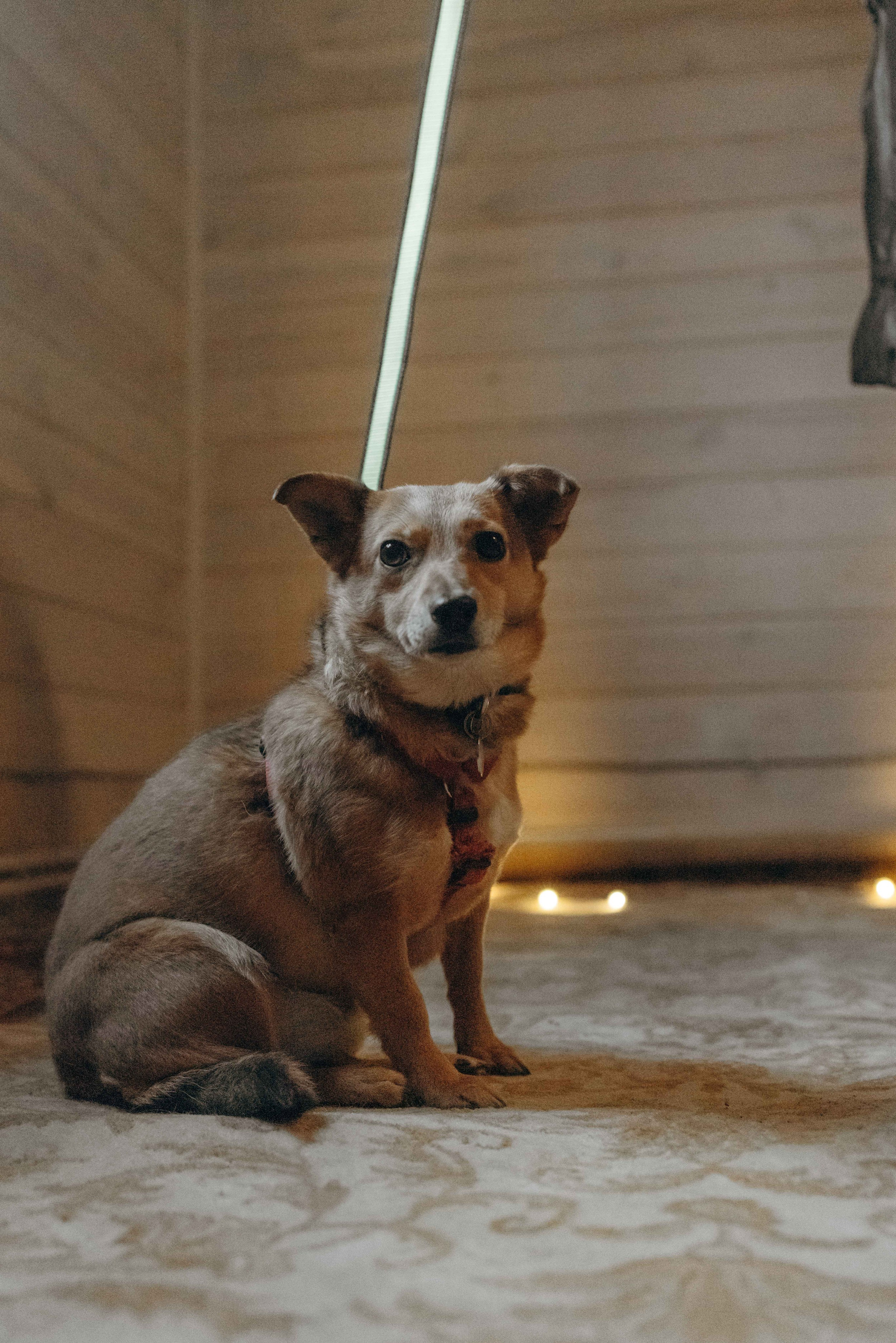 Передержка. Фотограф-анималист в Москве Лера Черноног