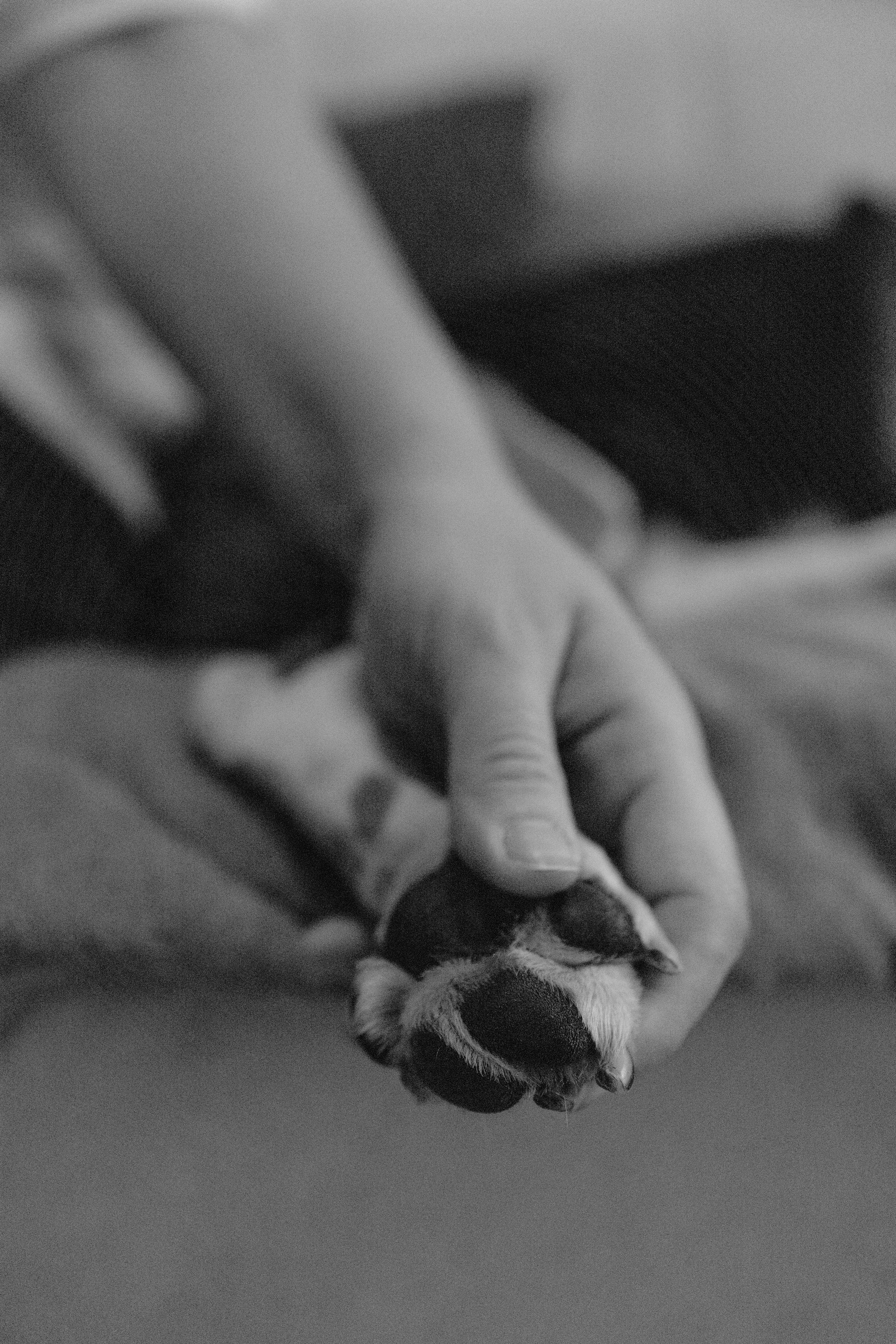 Света и Ива. Фотограф-анималист в Москве Лера Черноног