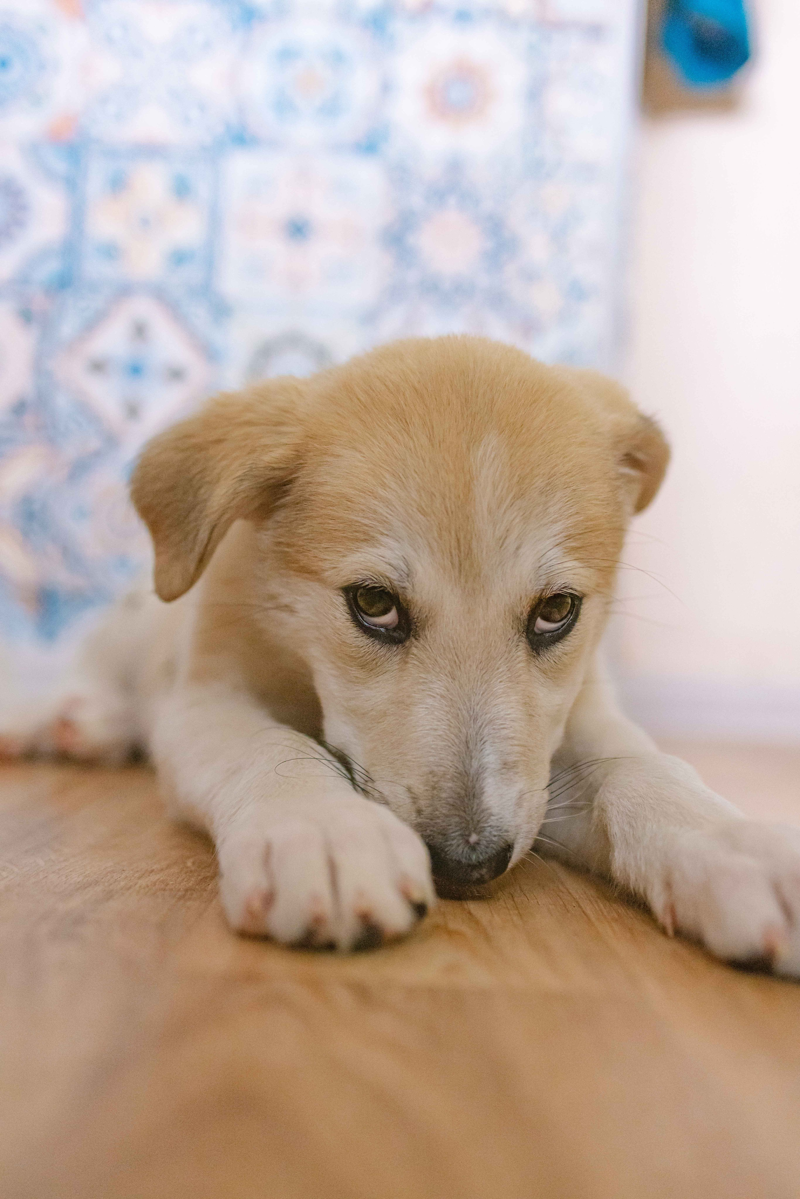 Щеночки на кухне. Фотограф-анималист в Москве Лера Черноног