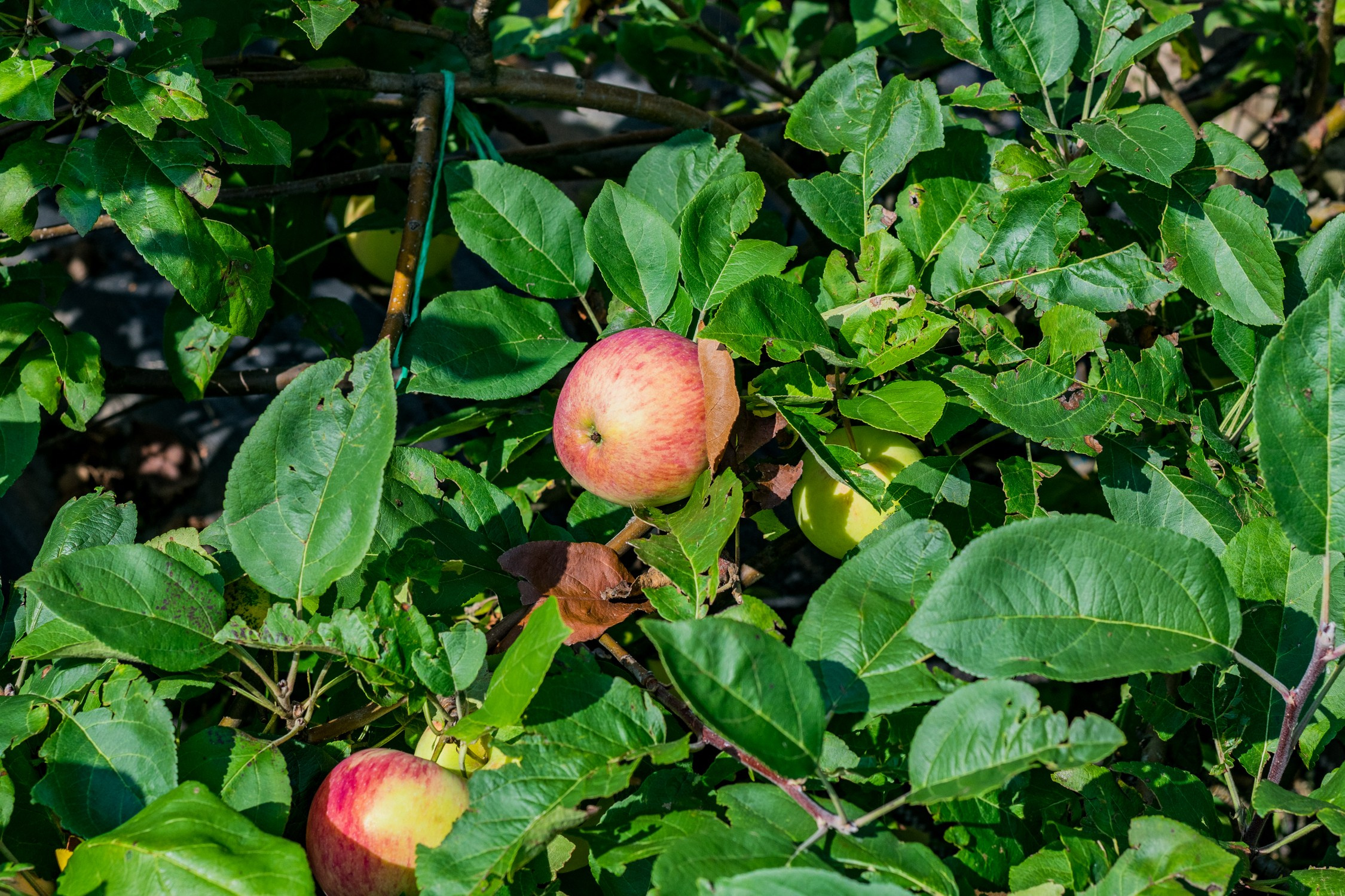 Антон Курдюмов фотограф в Хабаровске Рина Курдюмова фото27 foto27 Антон Дорофеев репортажный репортаж документалист Тони и Рина фотосоздатели Виноградники Хехцир 2024 Хабаровск виноград дикий фермер фермерство дачный сезон
