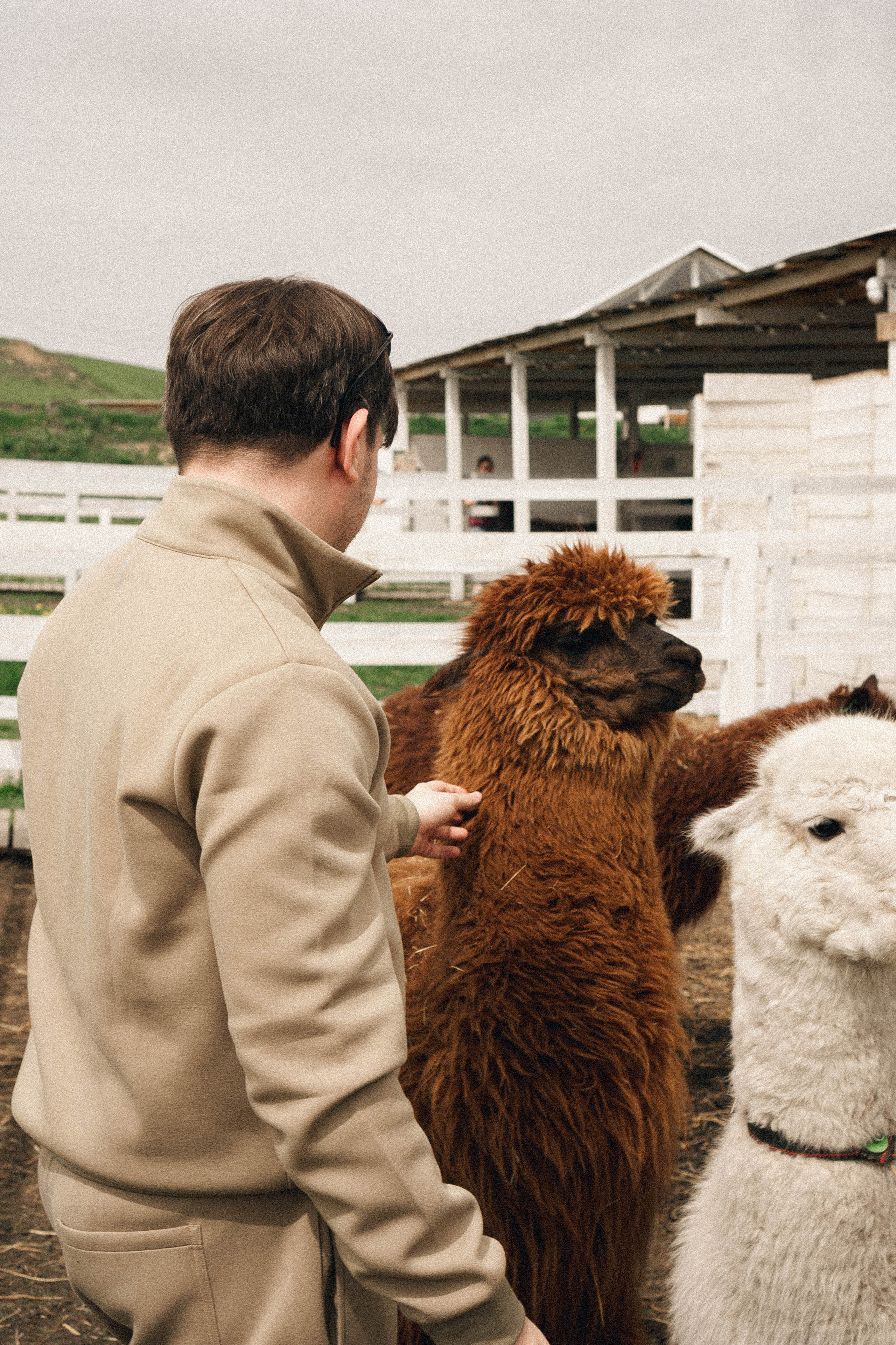Ферма Альпак. Профессиональный фотограф, Санкт-Петербург — Виктория Богомолова
