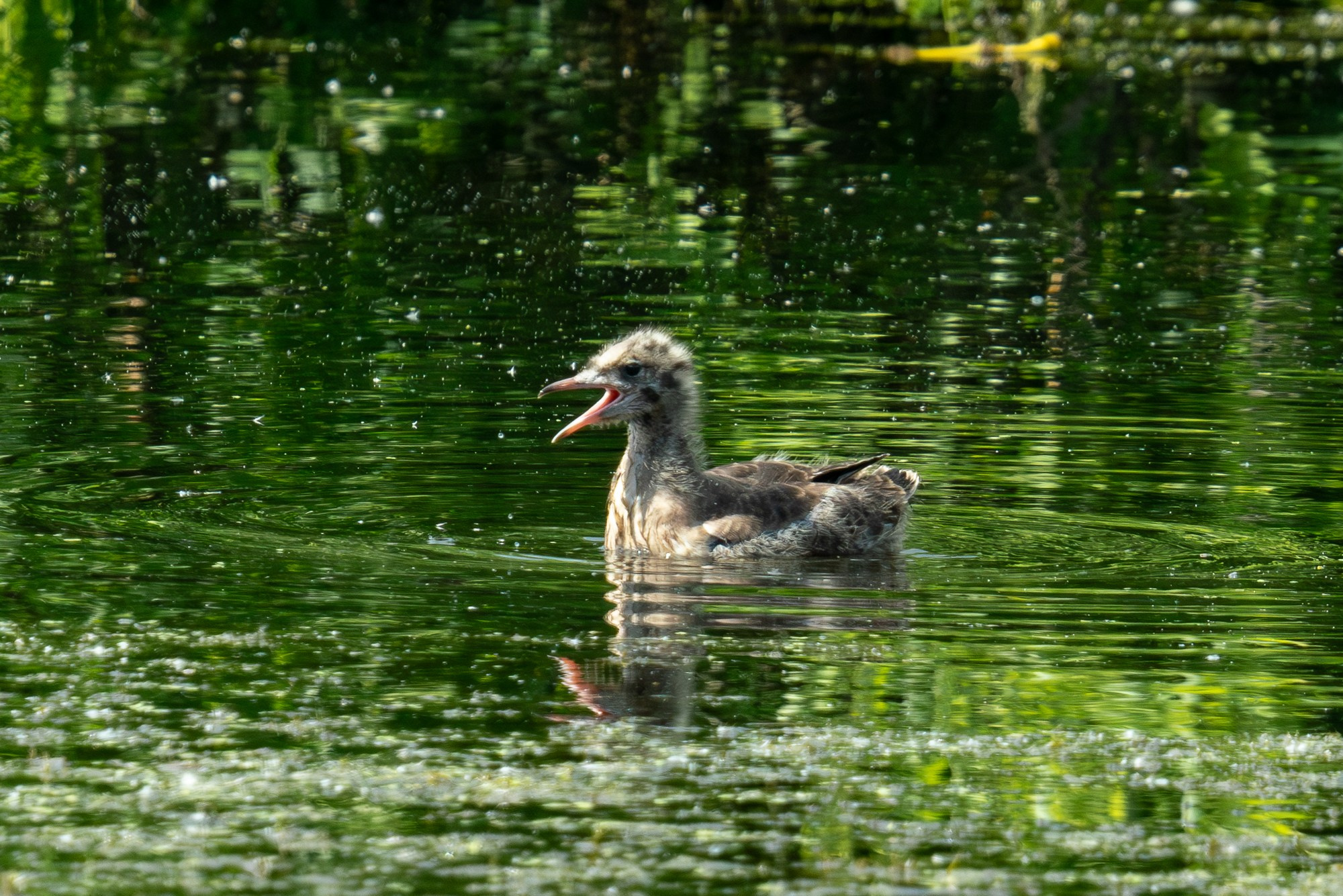 Удивительные мир птиц. Вокруг нас столько прекрасного — присмотритесь!. Ваш личный фотограф Марина Волкова