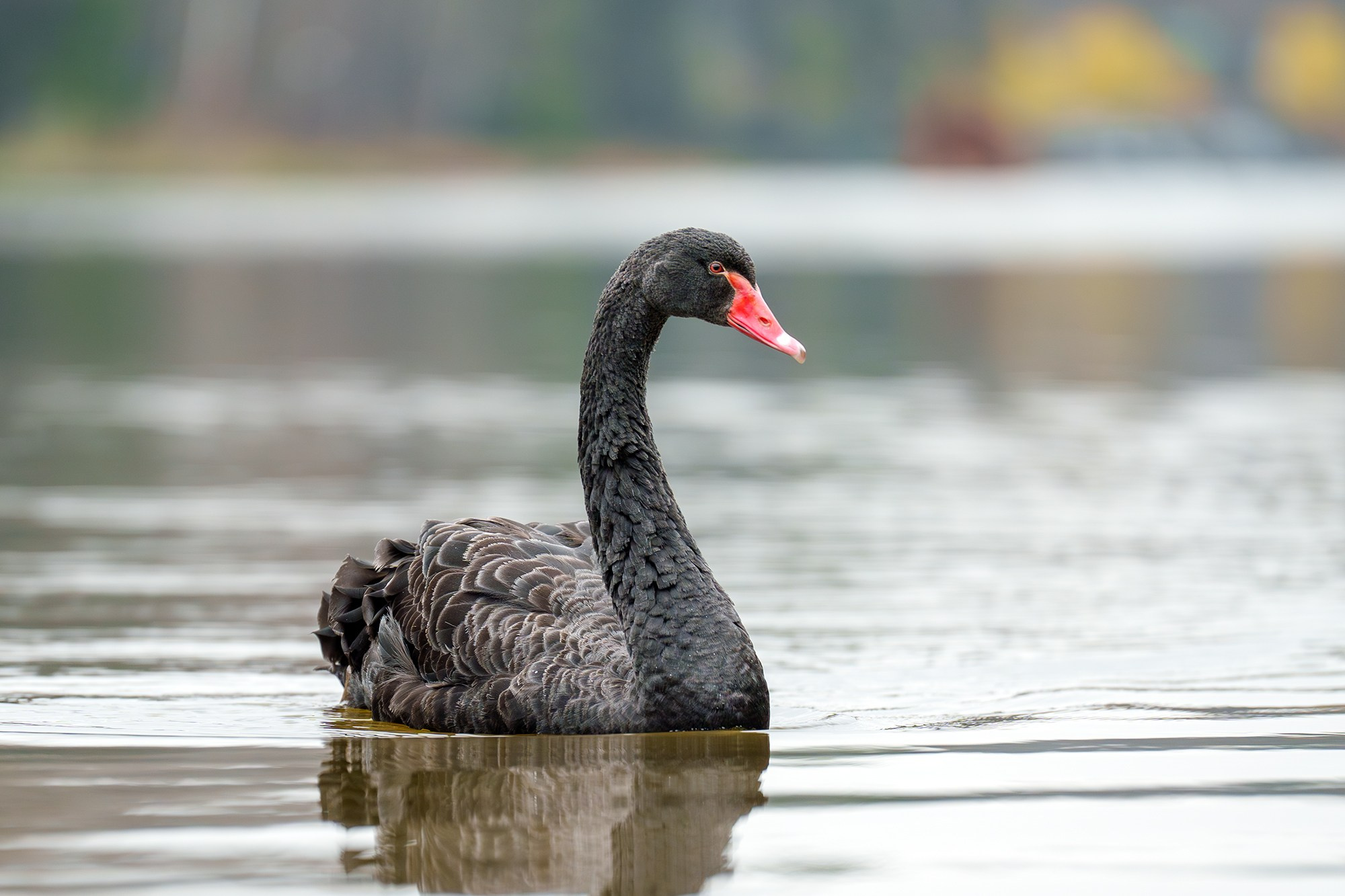 Удивительные мир птиц. Вокруг нас столько прекрасного — присмотритесь!. Ваш личный фотограф Марина Волкова