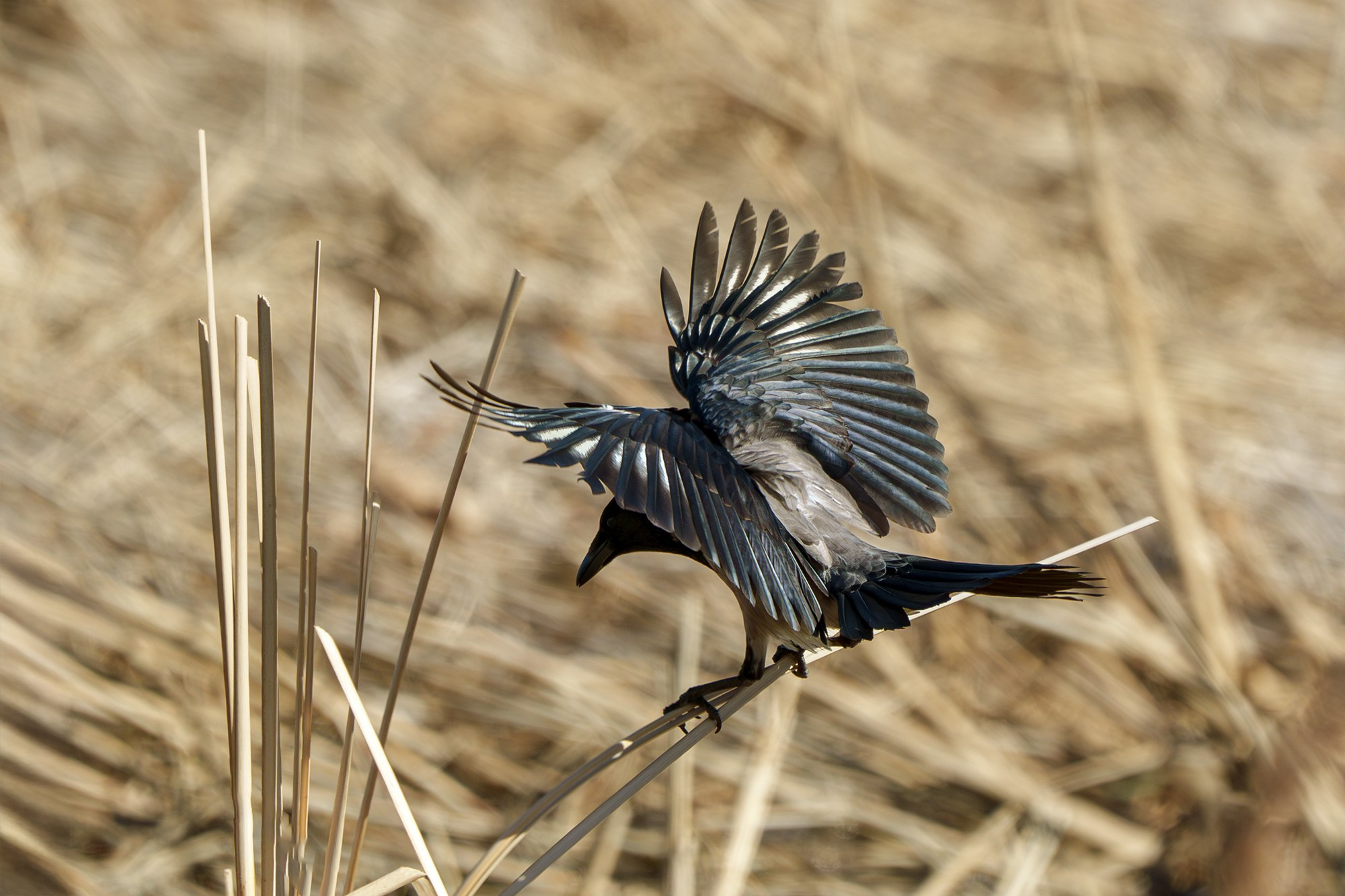 Удивительные мир птиц. Вокруг нас столько прекрасного — присмотритесь!. Ваш личный фотограф Марина Волкова