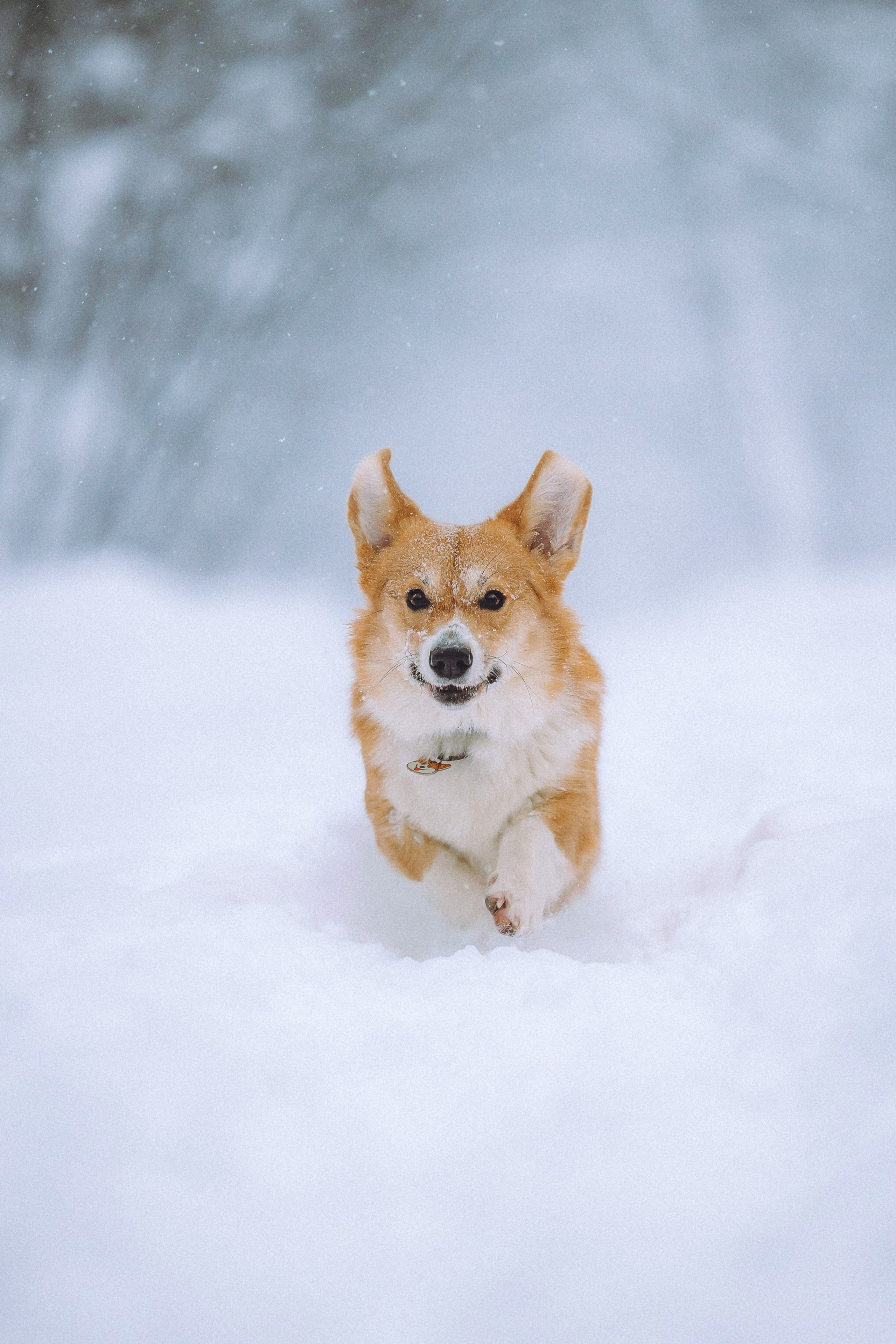 Юля и Юпитер
