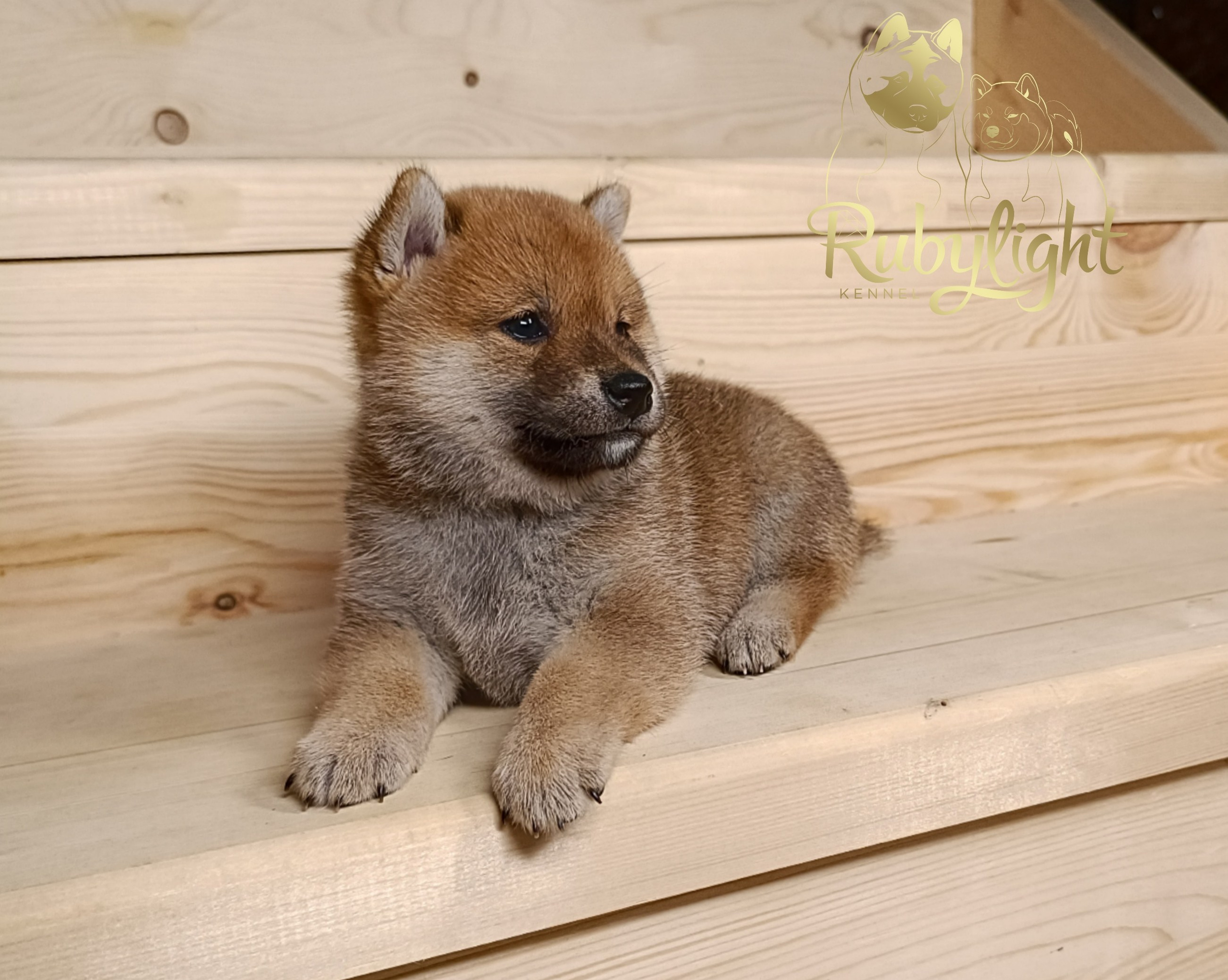 Сиба Rubylight Emma питомник Рубилайт 