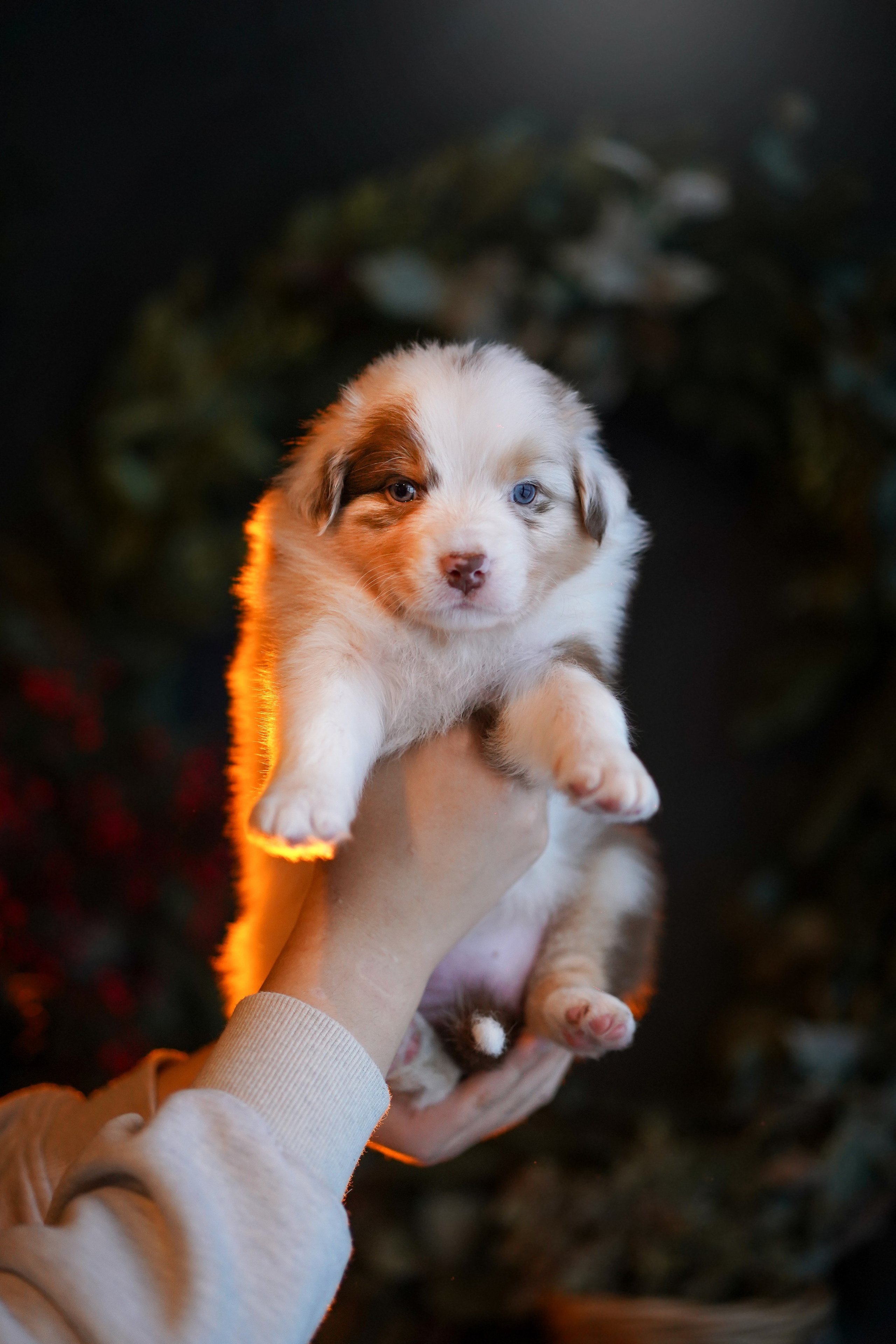 Щенки австралийской овчарки. Фотограф-анималист в Санкт-Петербурге Яна Мартынова