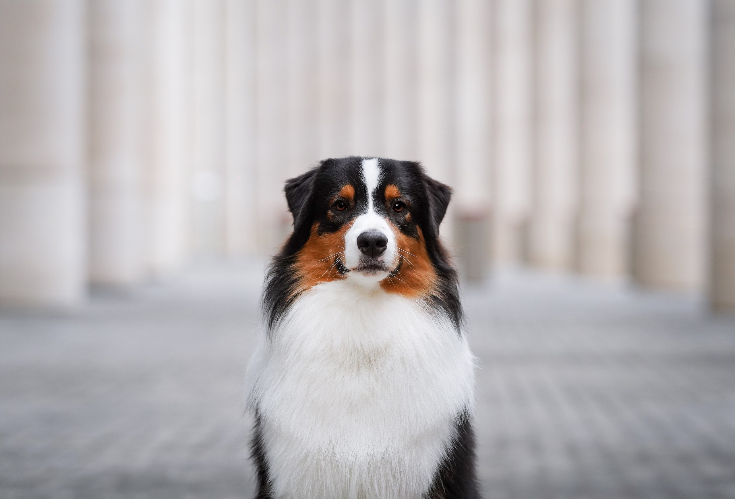Кристина Катя Гермиона и Бэст. Фотограф-анималист в Санкт-Петербурге Яна Мартынова