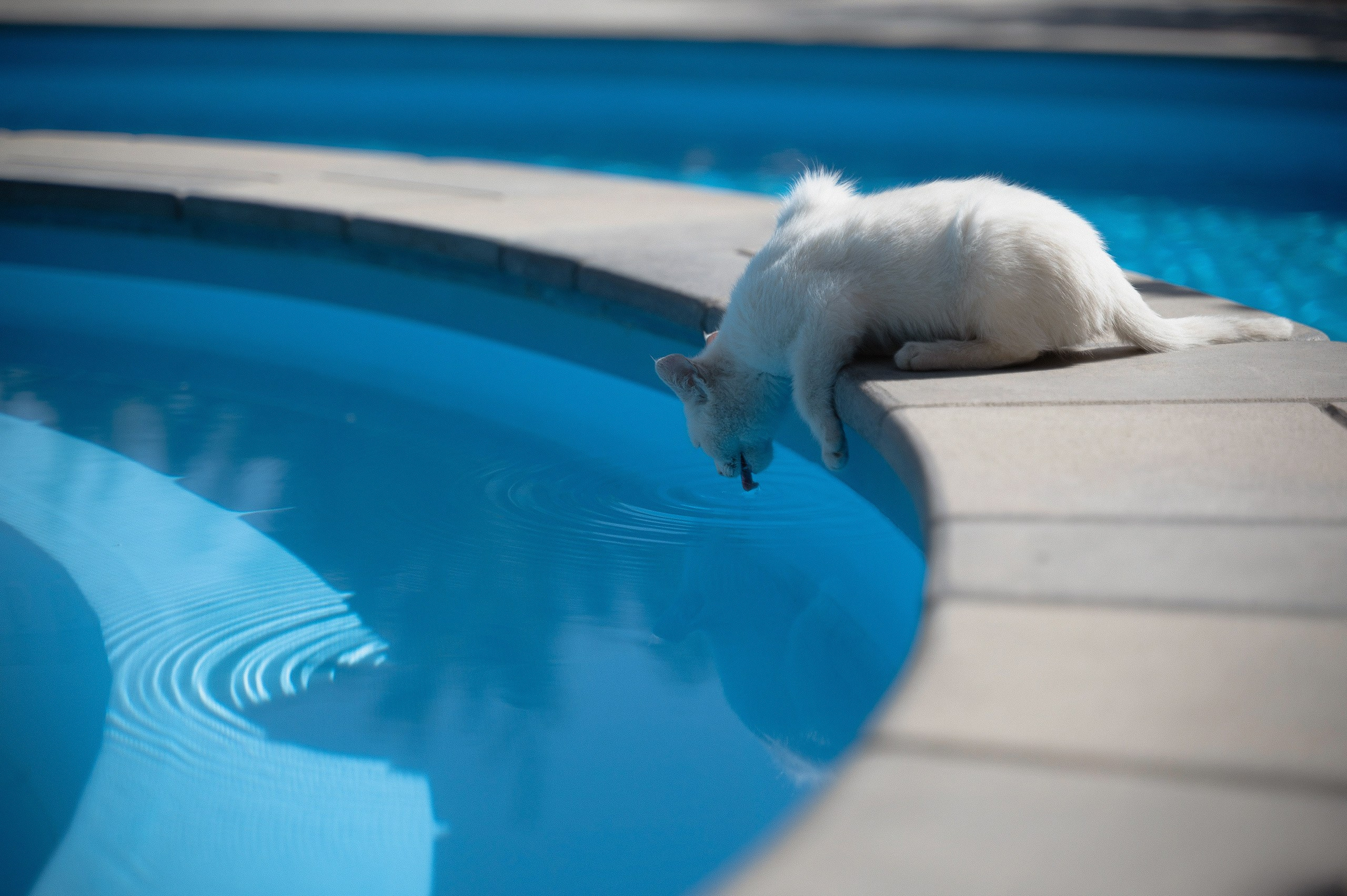 Трогательная свадебная вечеринка в горах Армении. Афина Ефимова. Свадебный фотограф Москва