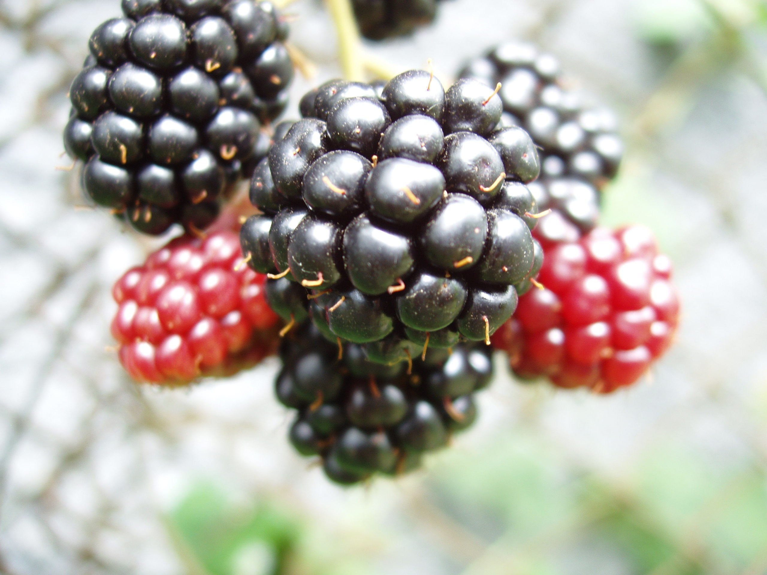 Отпуск 20.07-17.08. Семейный, Свадебный фотограф СПБ Питер— Романова Екатерина