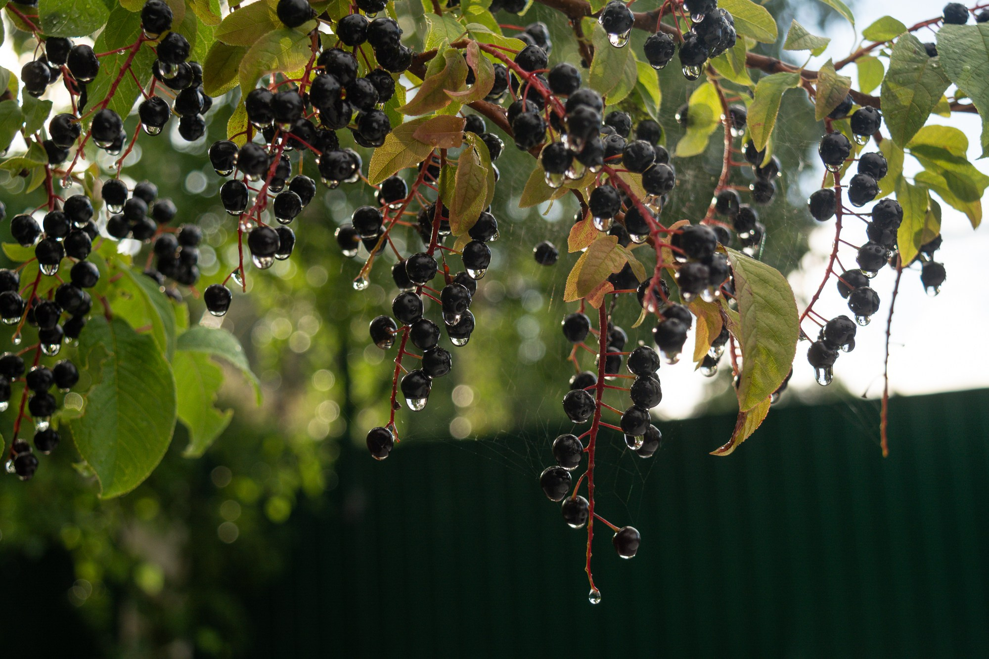 Разное. Репортажный фотограф г. Чита