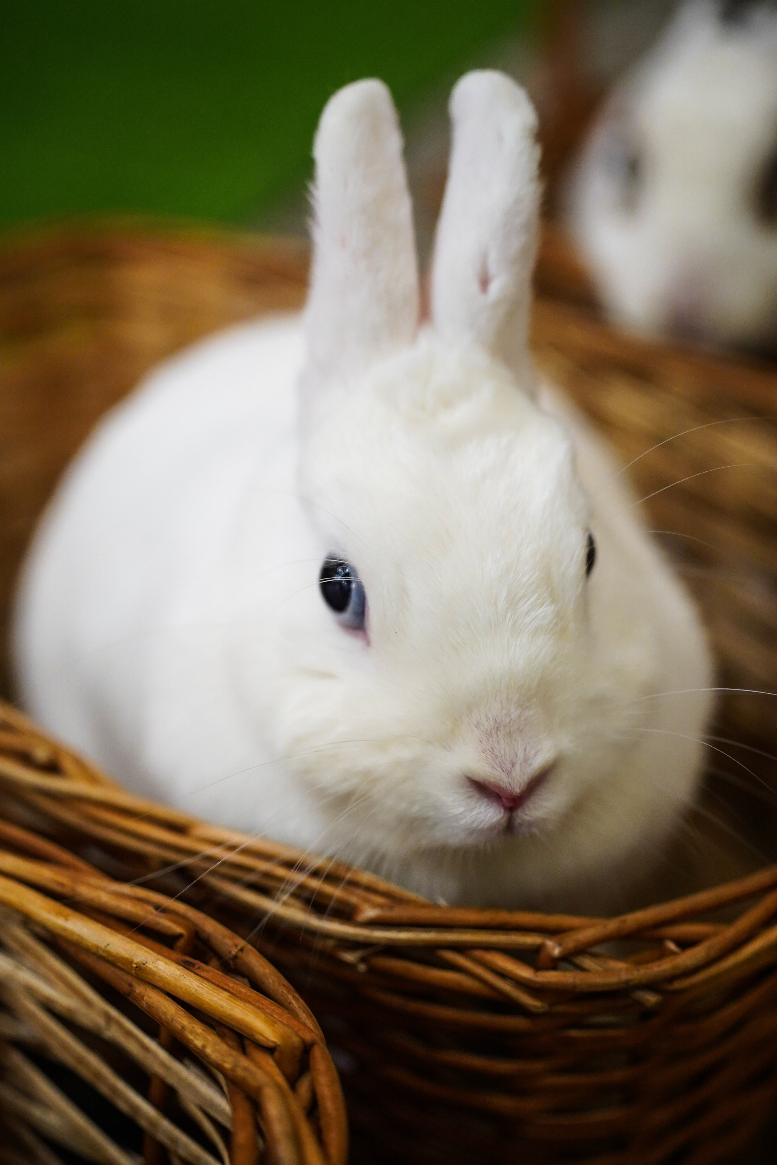 День Рождения Алиса в стране чудес. Фотограф