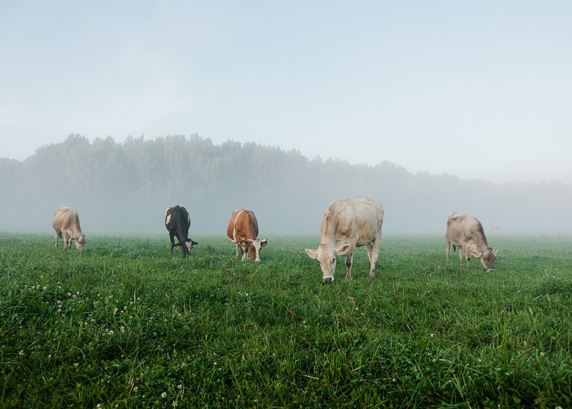 EkoNiva - Органический проект