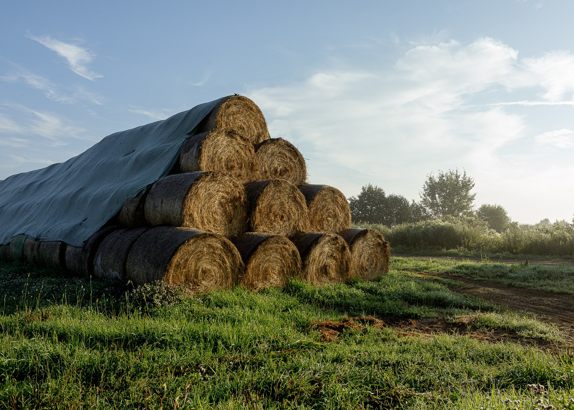 ЭкоНива — производитель молока № 1 в России