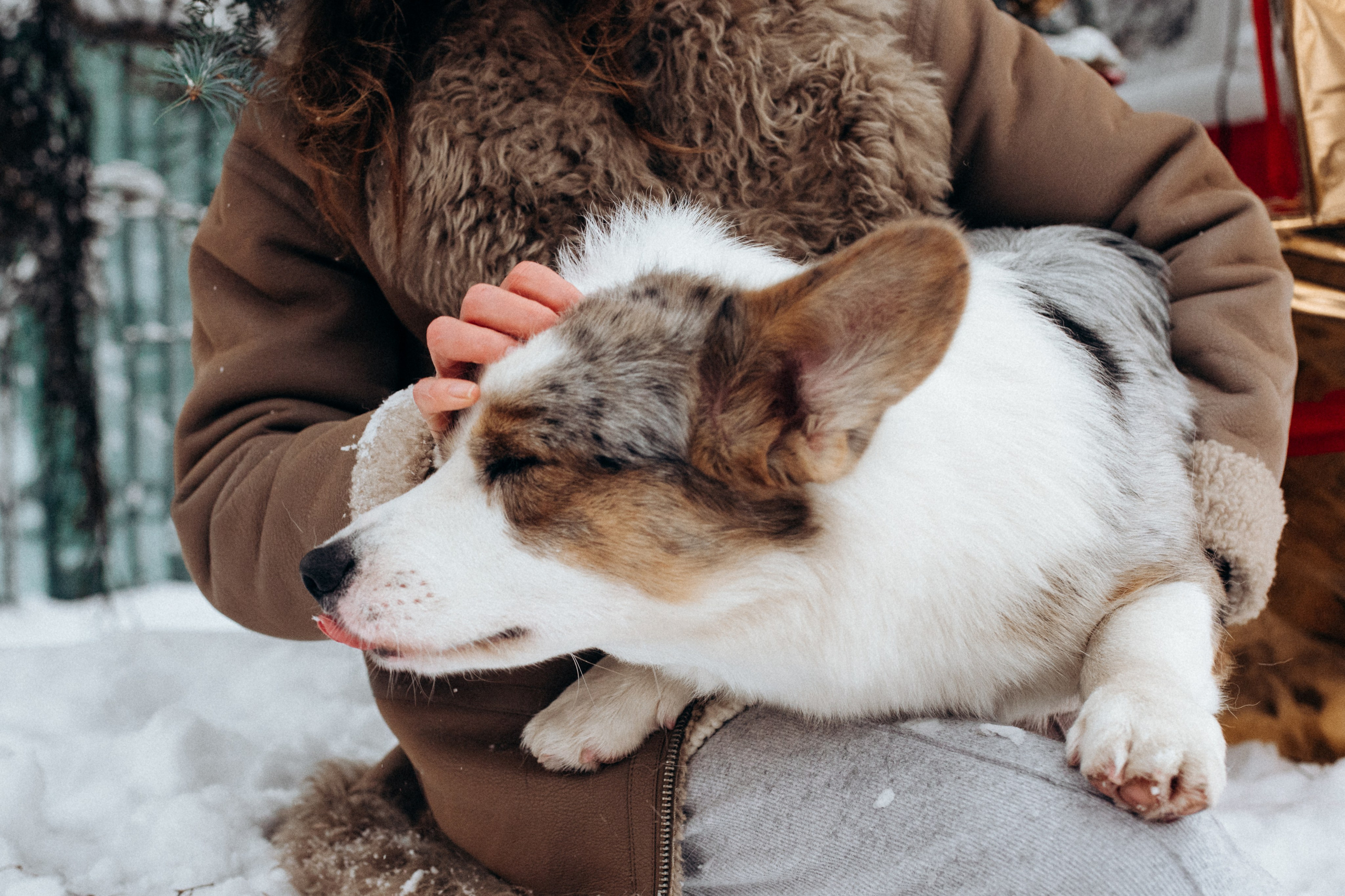 Маша и Дэф. Фотограф анималист в Москве Ольга Агушева