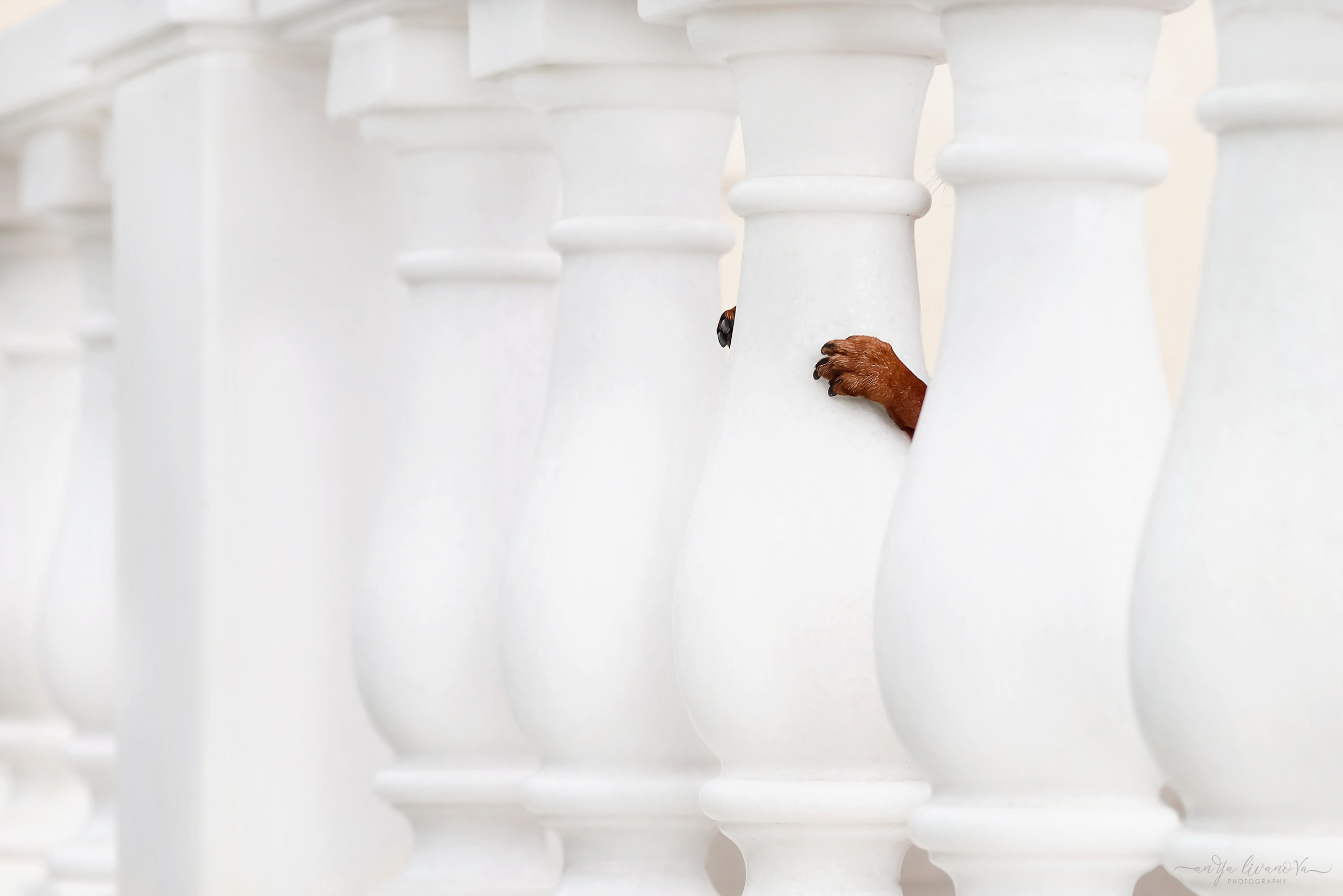 Ляля и Марфа. Фотограф анималист Аня Ливанова | Рыбинск