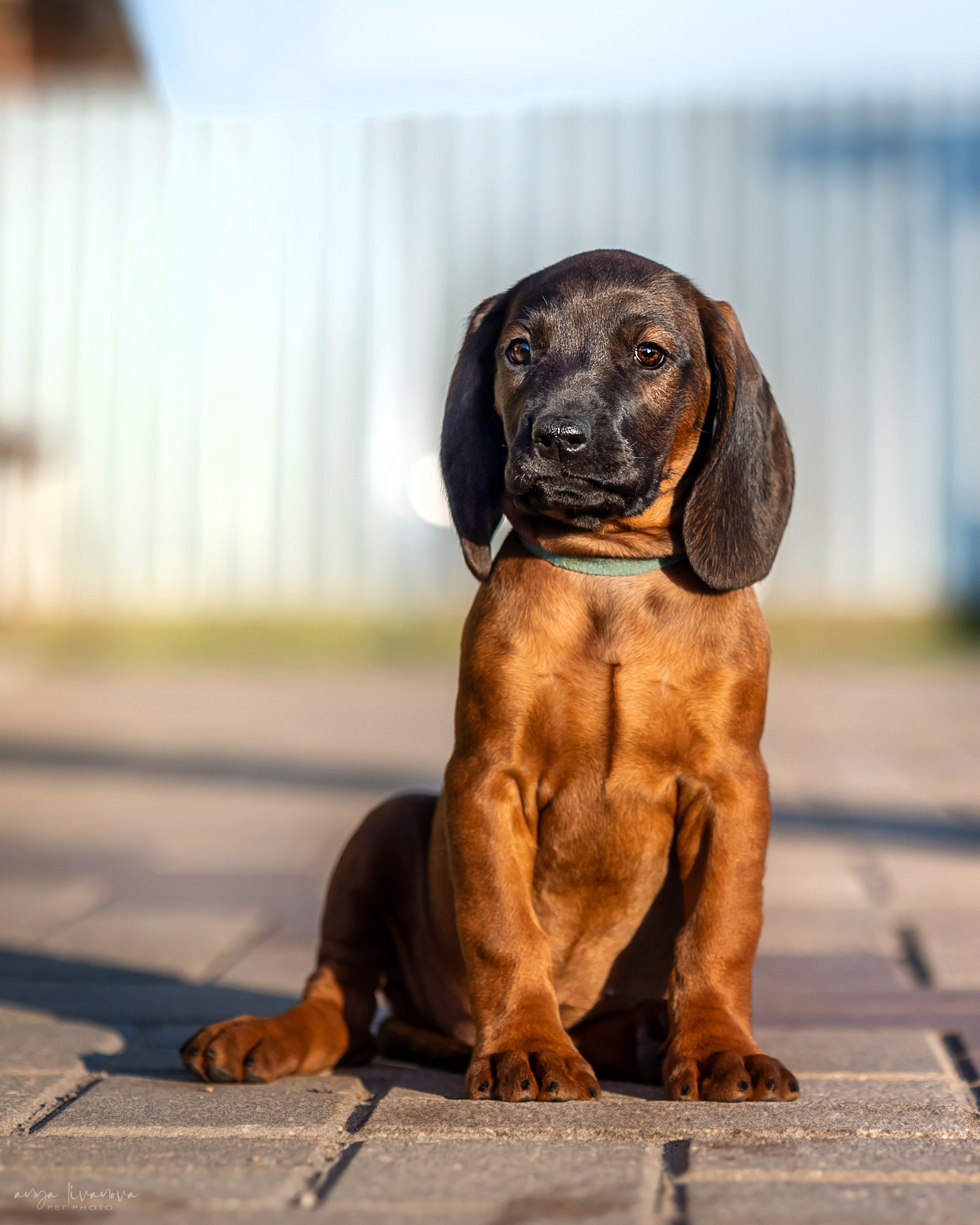 Баварцы. Фотограф анималист Аня Ливанова | Рыбинск