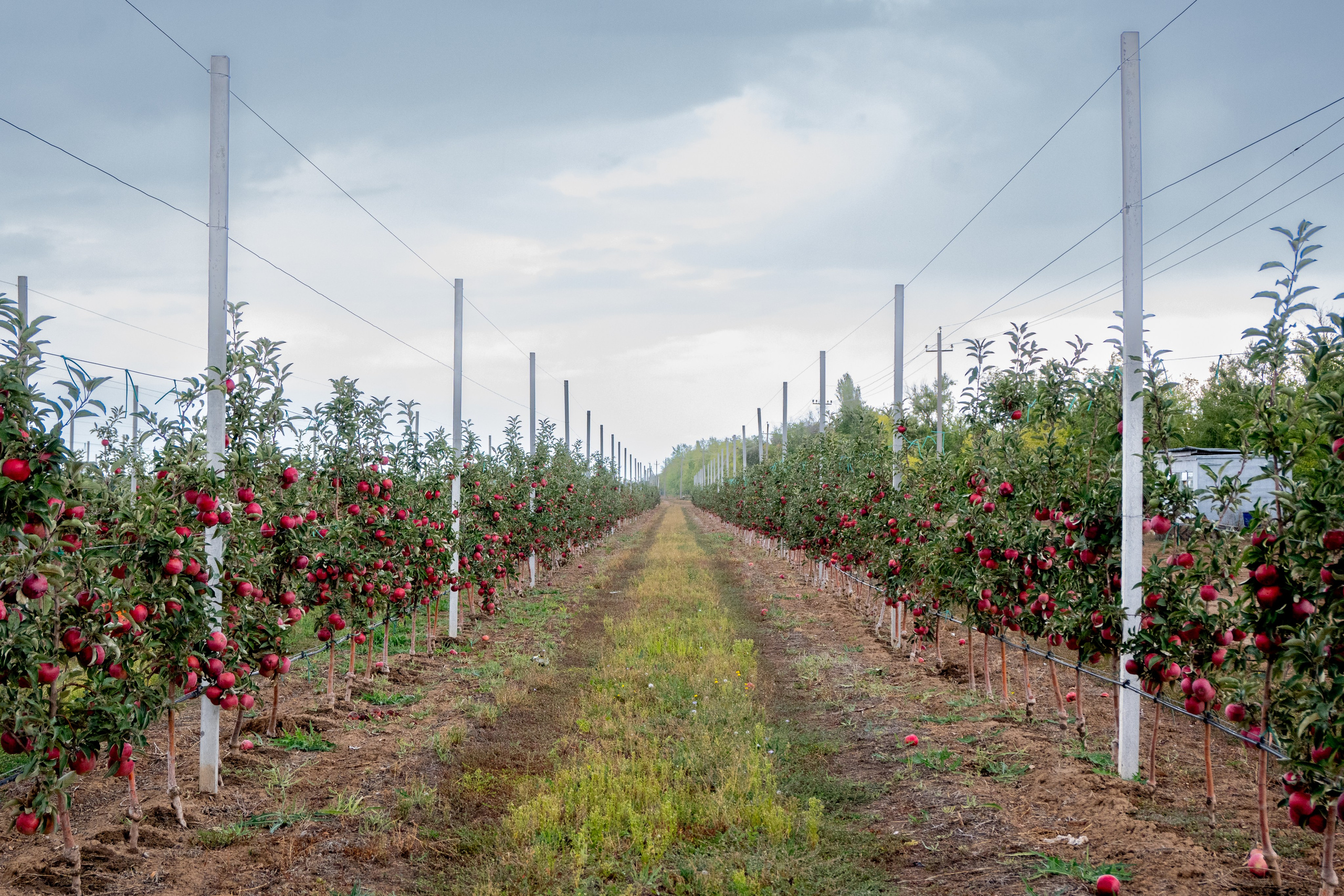 Сады Придонья. Фотограф в Волгограде Марина Черных