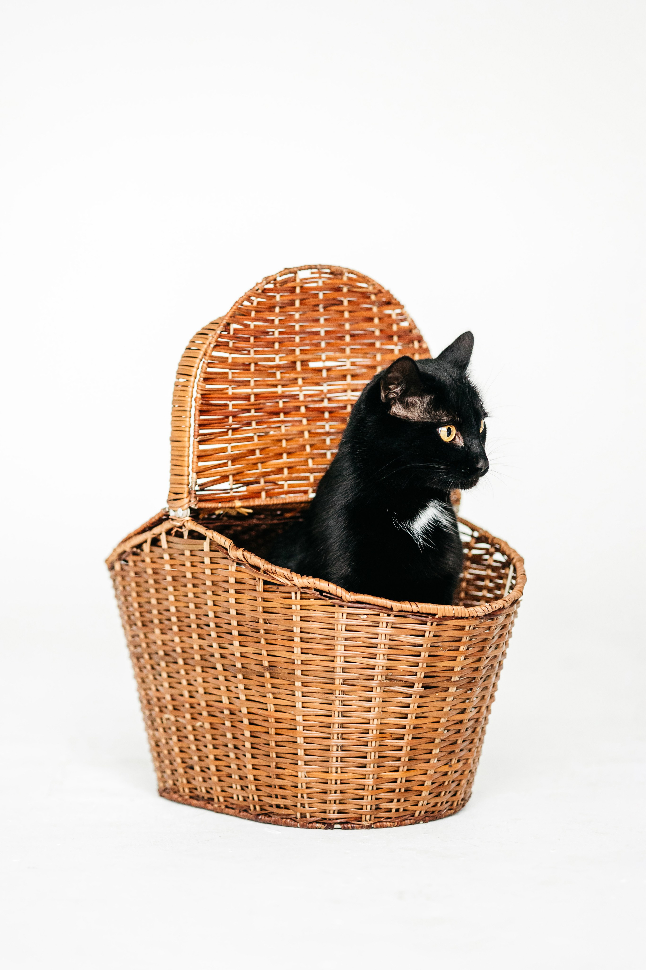 Кузя. Фотограф-анималист Елена Радченко, Москва