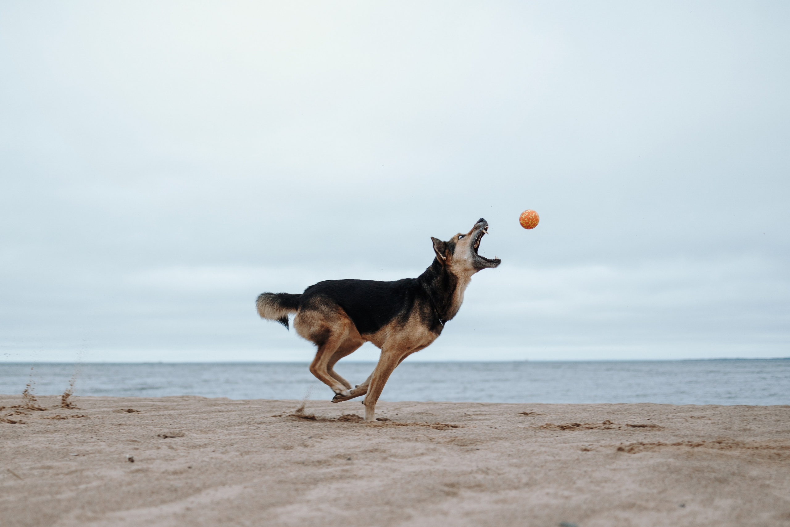 Наталья и Того. Фотограф — Анималист | Санкт-Петербург
