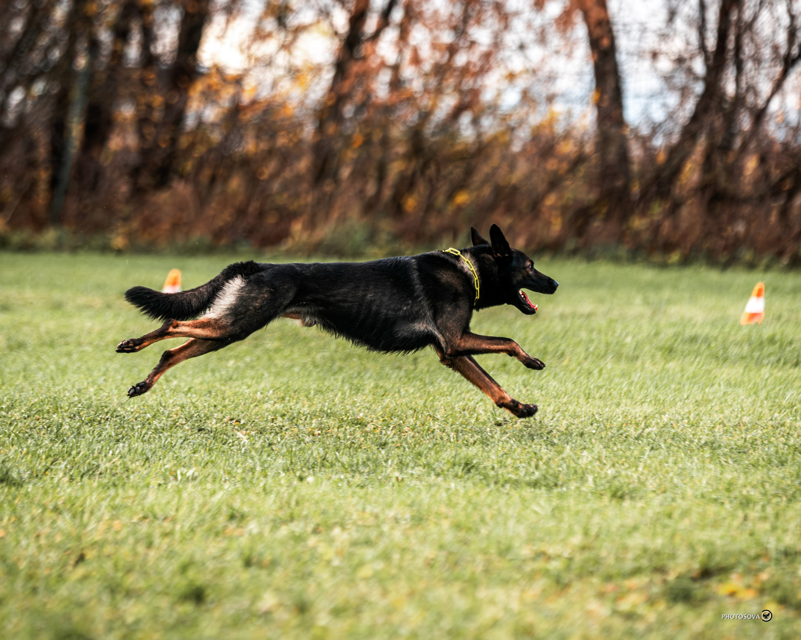 МЫ — КОМАНДА (соревнования) OKD, BH, IBGH, IGP. Фотограф-анималист, семейный фотограф в Москве и Подмосковье. Фотосъёмка кинологических дисциплин