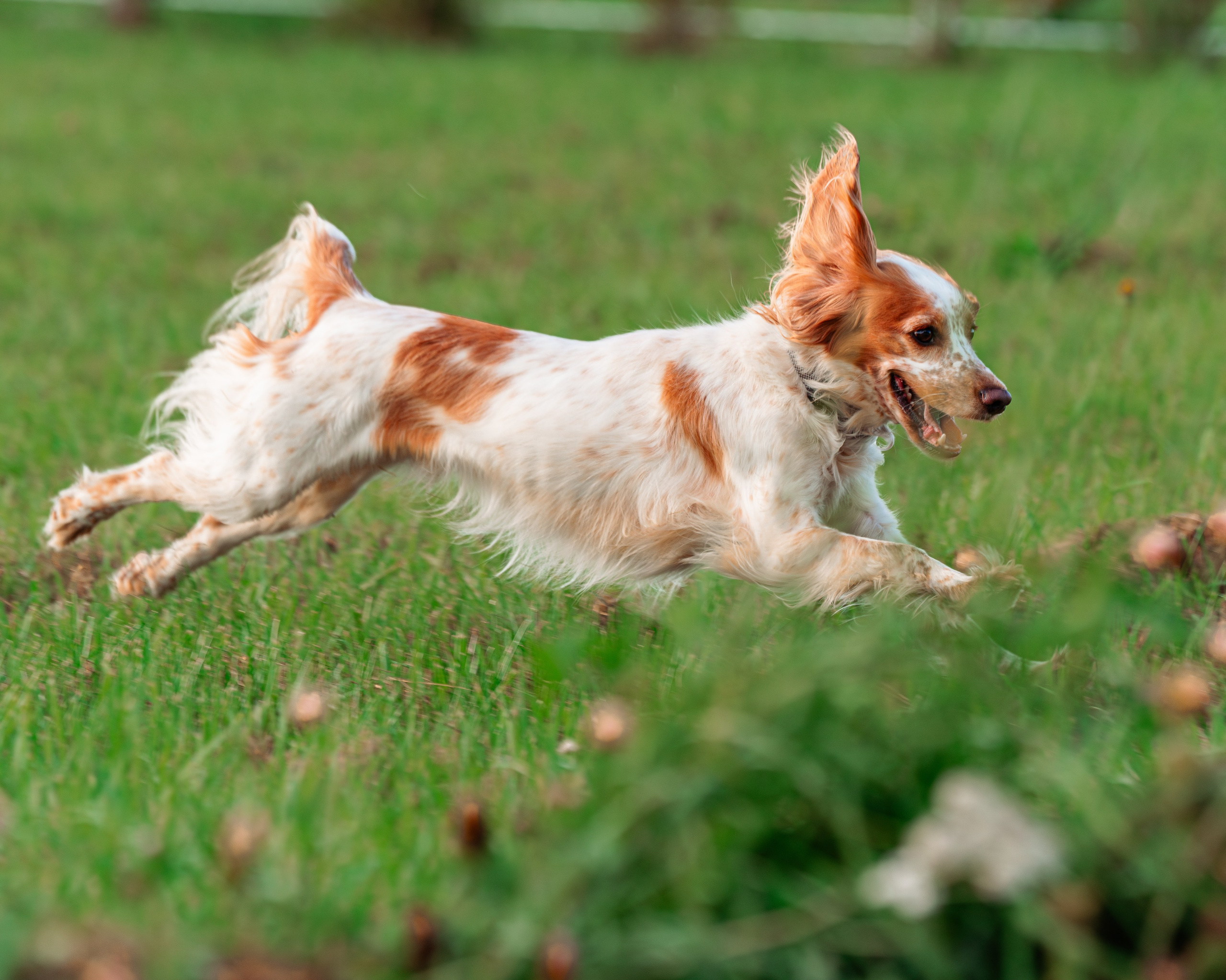 Ваш путь к ПОБЕДЕ (ТРЕНИРОВКИ). Фотограф-анималист, семейный фотограф в Москве и Подмосковье. Фотосъёмка кинологических дисциплин