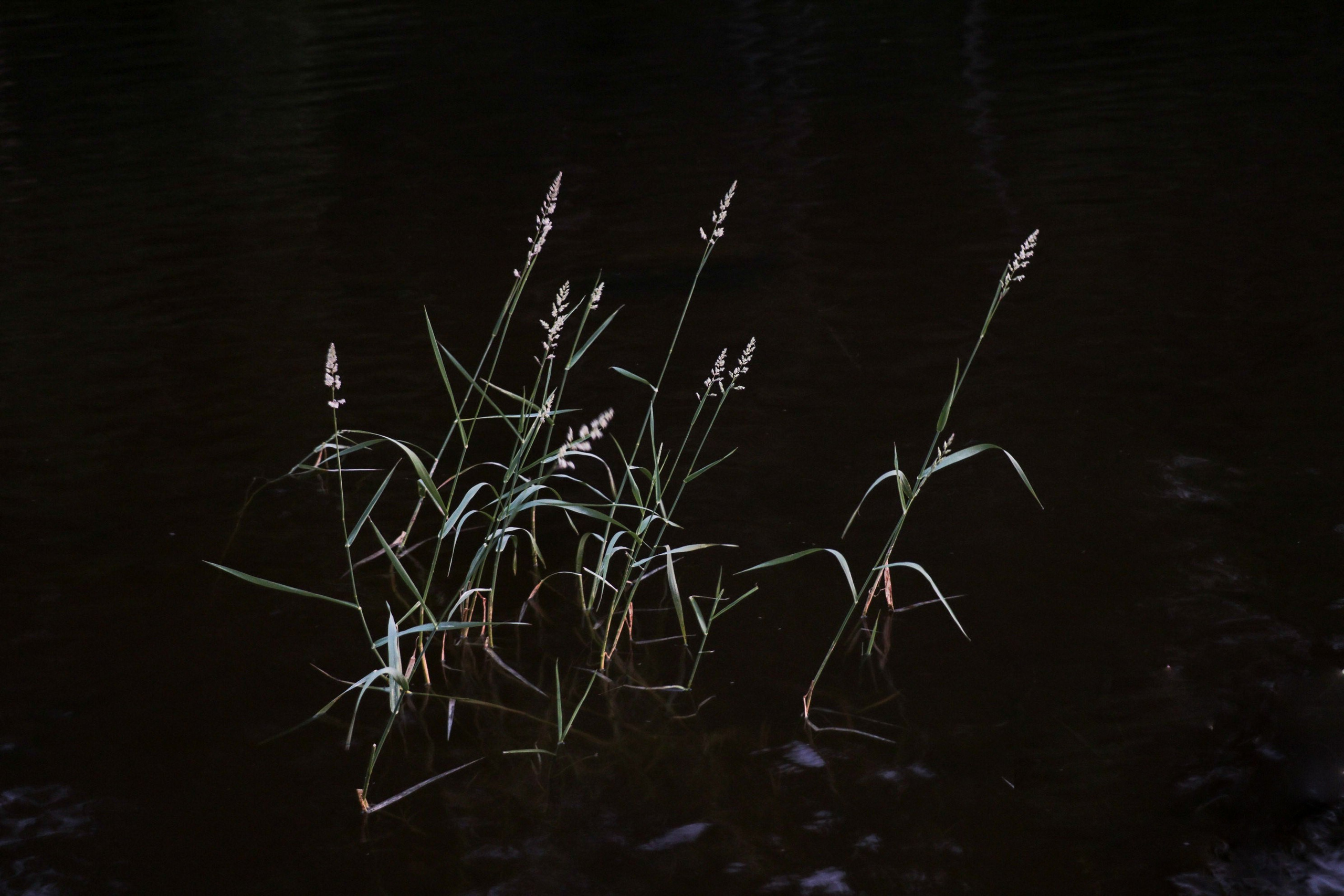 Природа. Трандин Иван Фотограф СПб