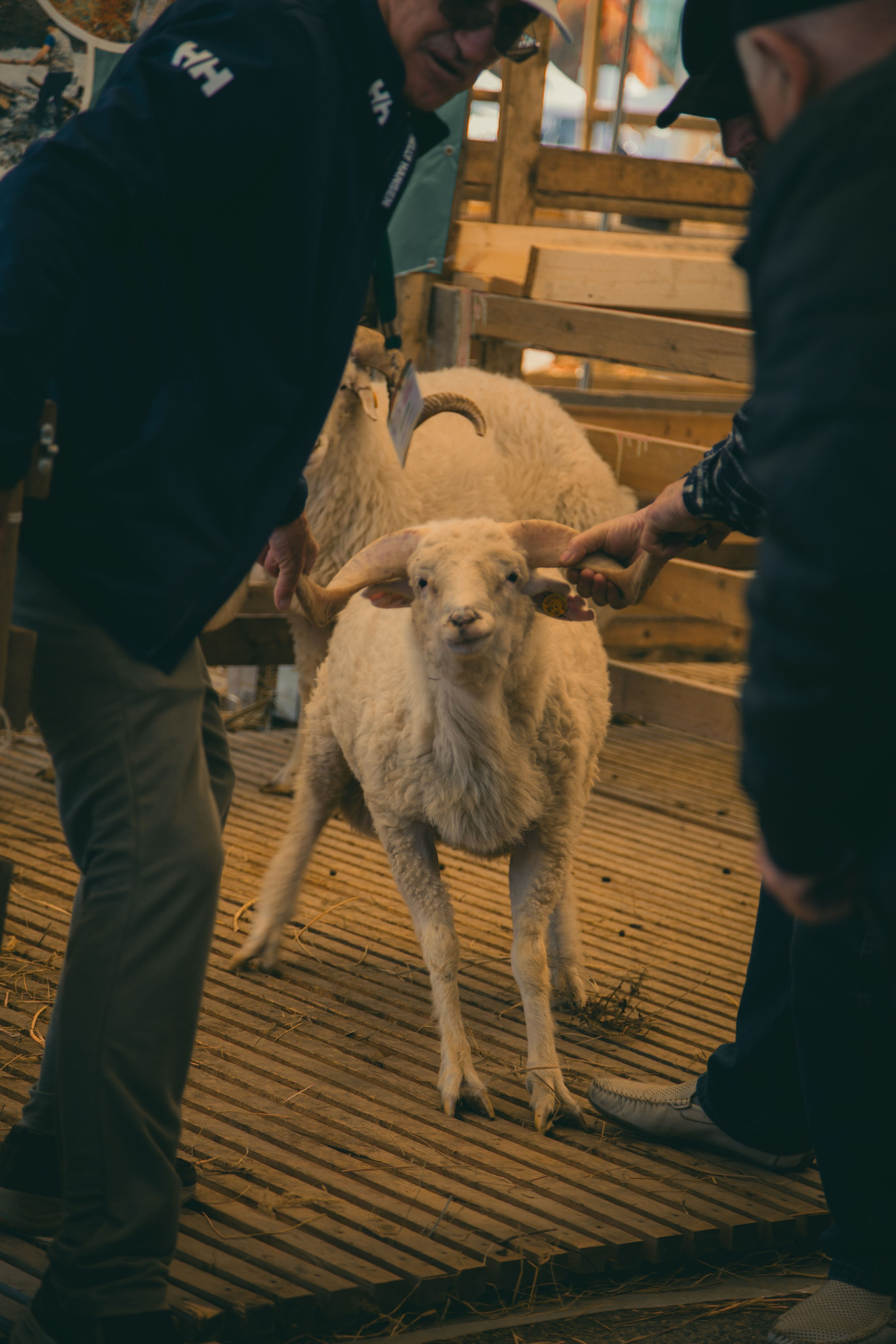 Овцы и овечки. Dmitriy [KCCC] is a pretty cool photographer