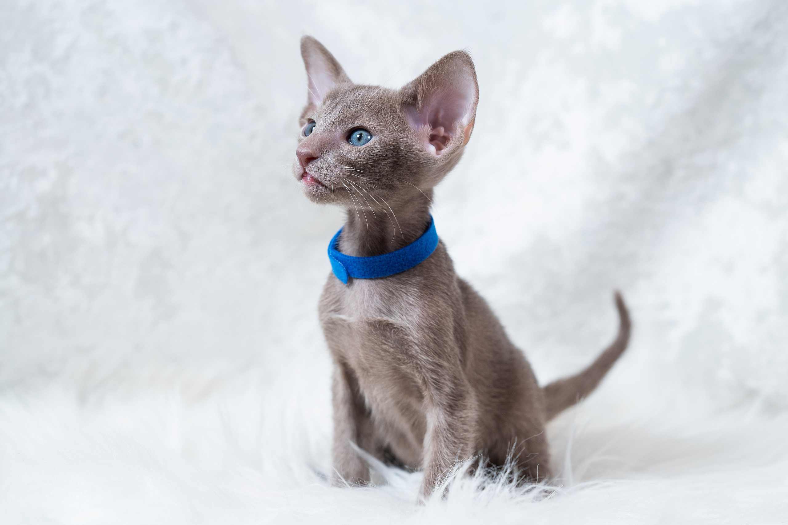 Заводчик Юлия Панова. Творческий фотограф Вологда