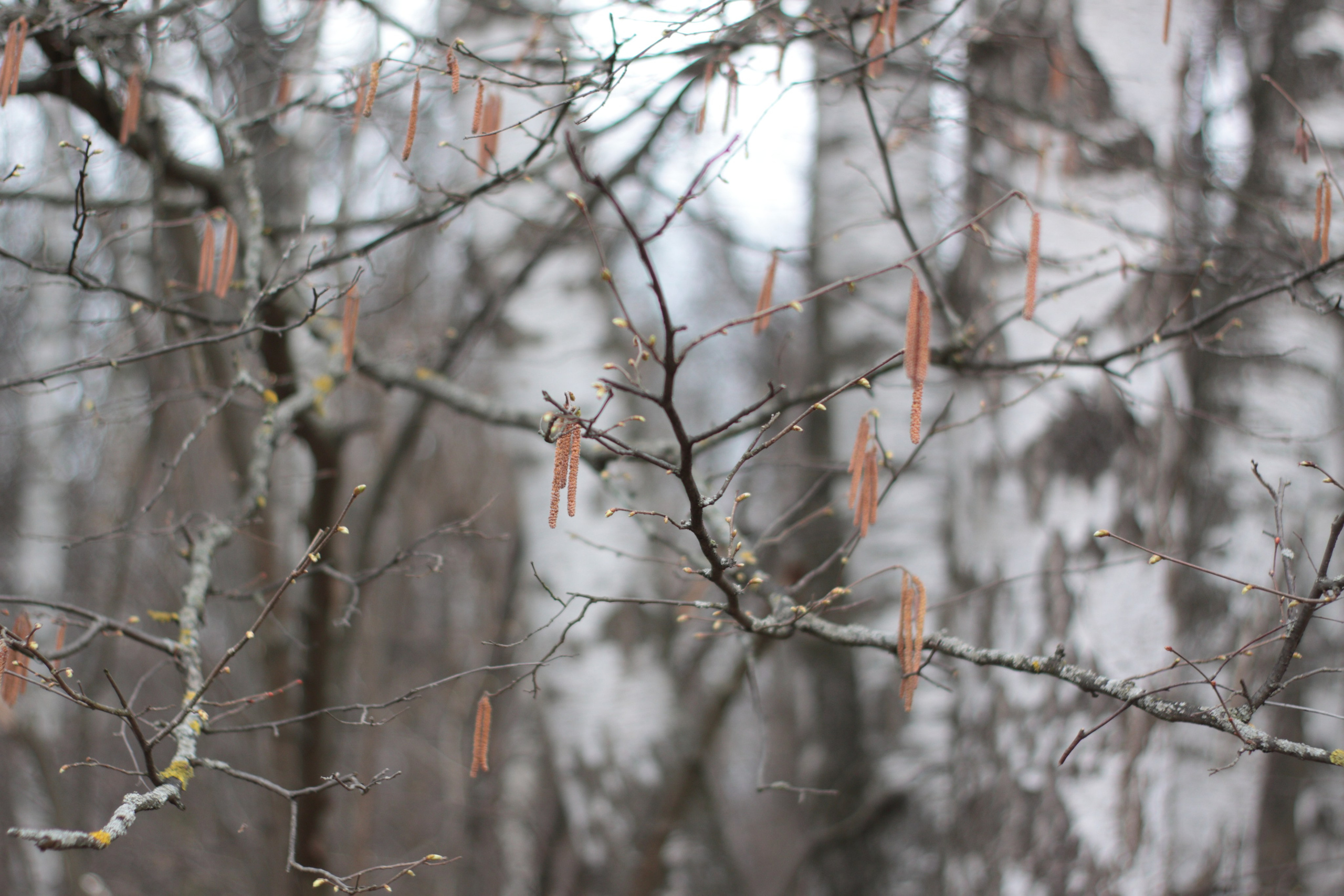 Старое природное, отбирала Katamount (Катерина Горохова). Главная