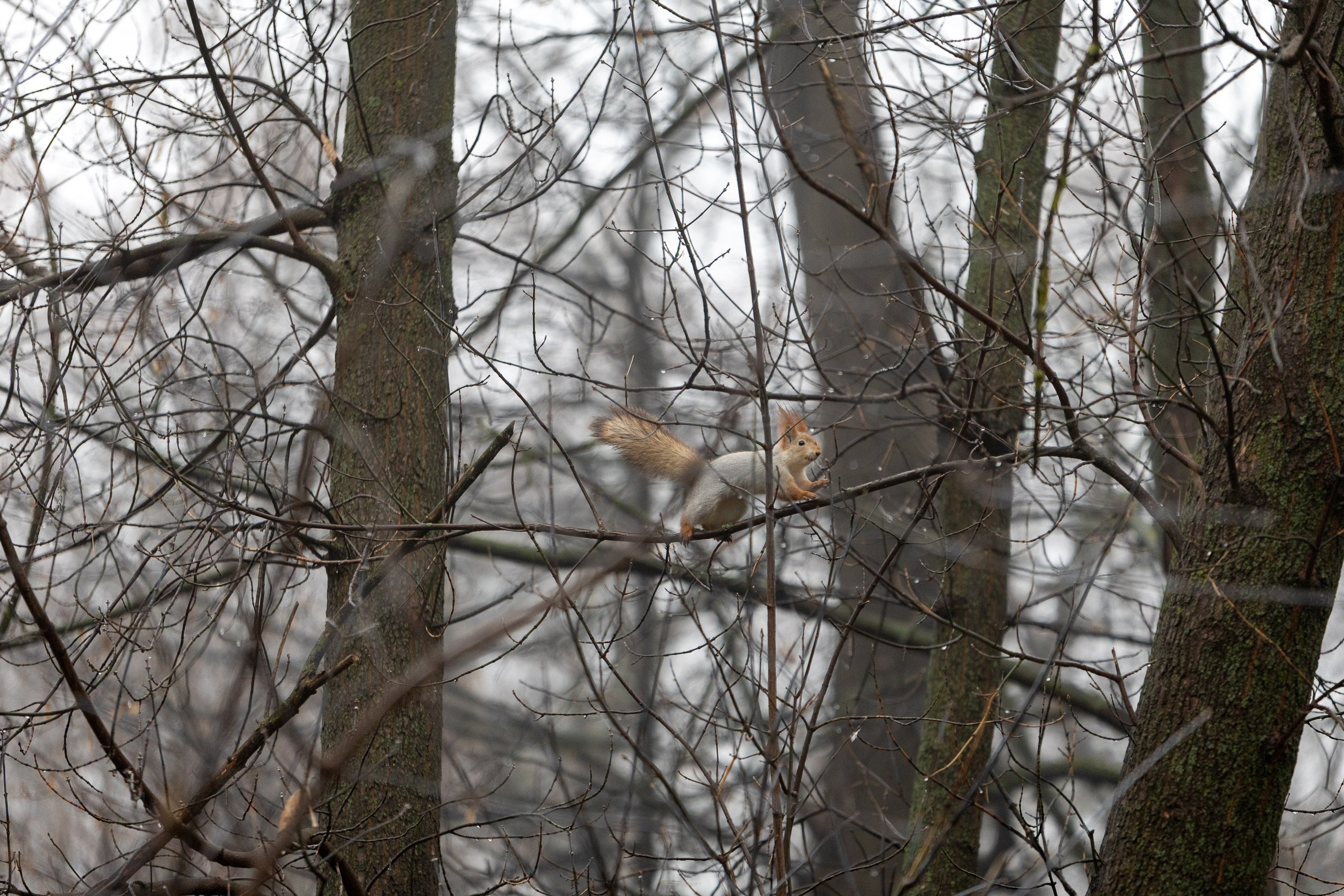 Беговой клуб 5 вёрст. 29 ноября 2025. Главная