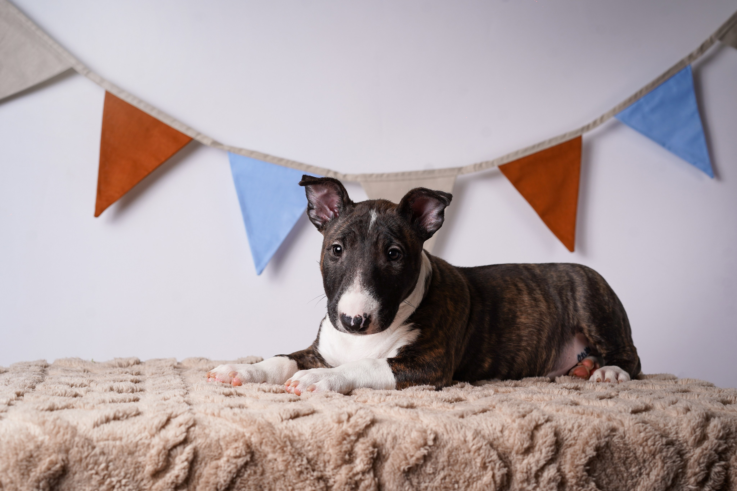 Щенки минибультерьера. Фотограф-анималист в Санкт-Петербурге Яна Мартынова