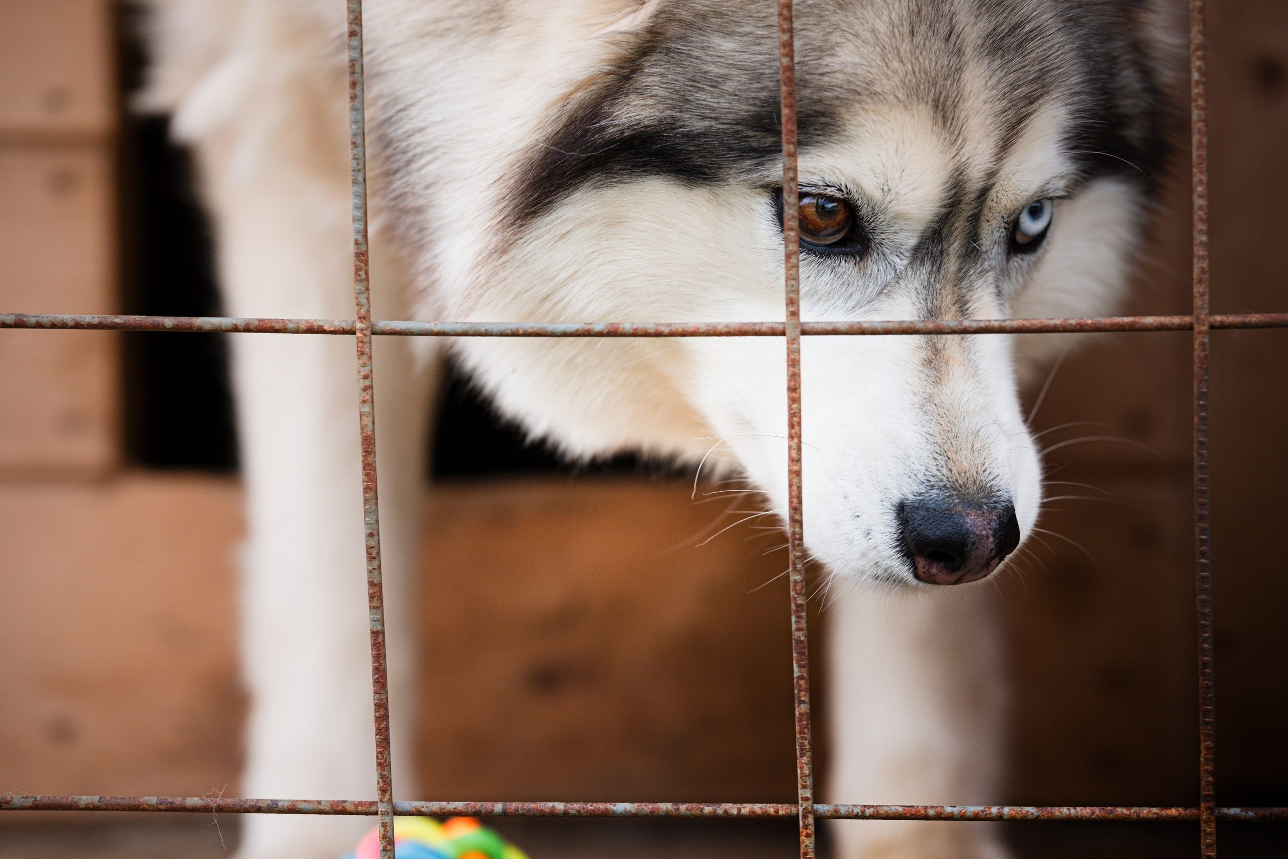 Приют Хаски. KRUTOVA_фотографирую жизнь