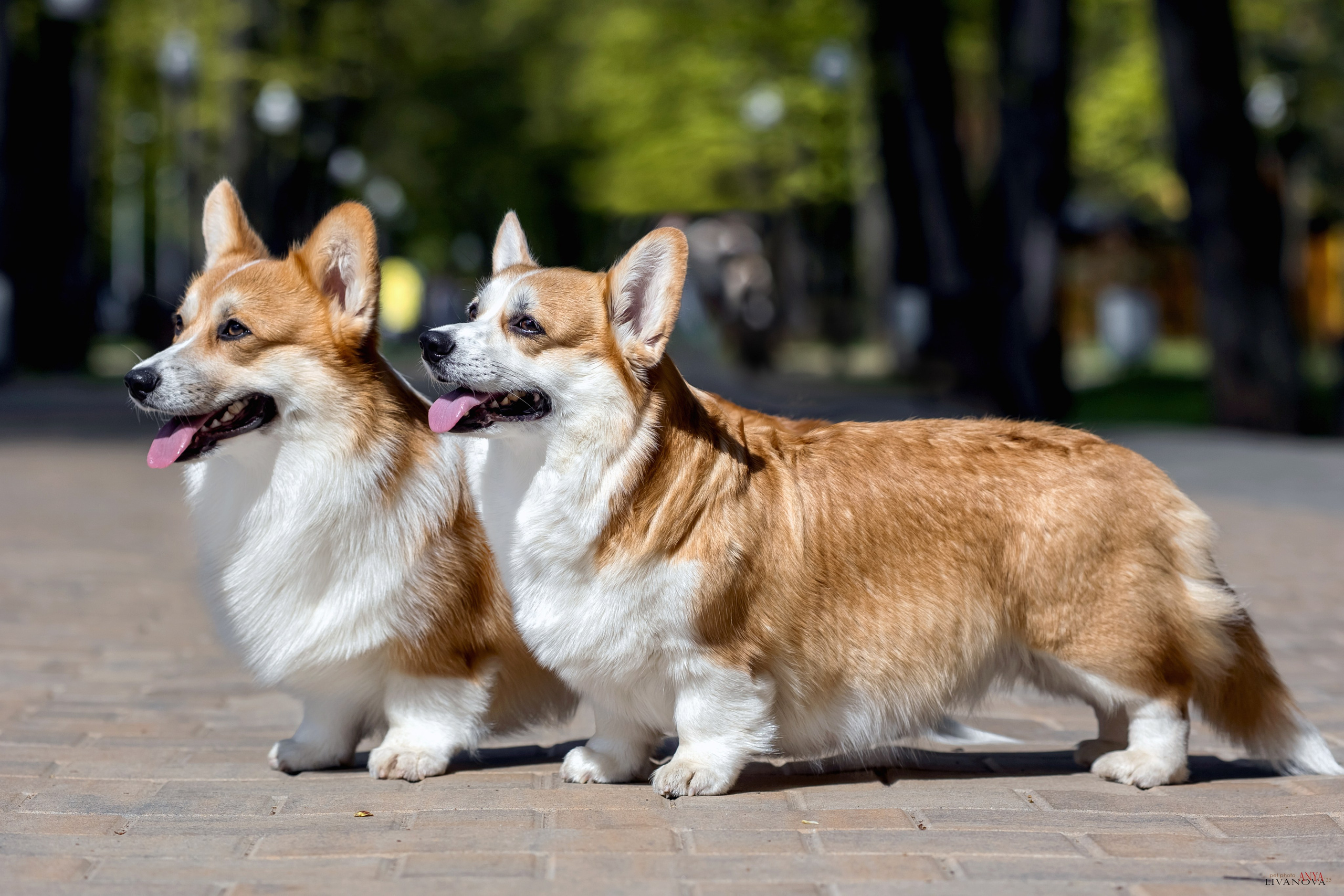 Коржи. Фотограф анималист Аня Ливанова | Рыбинск