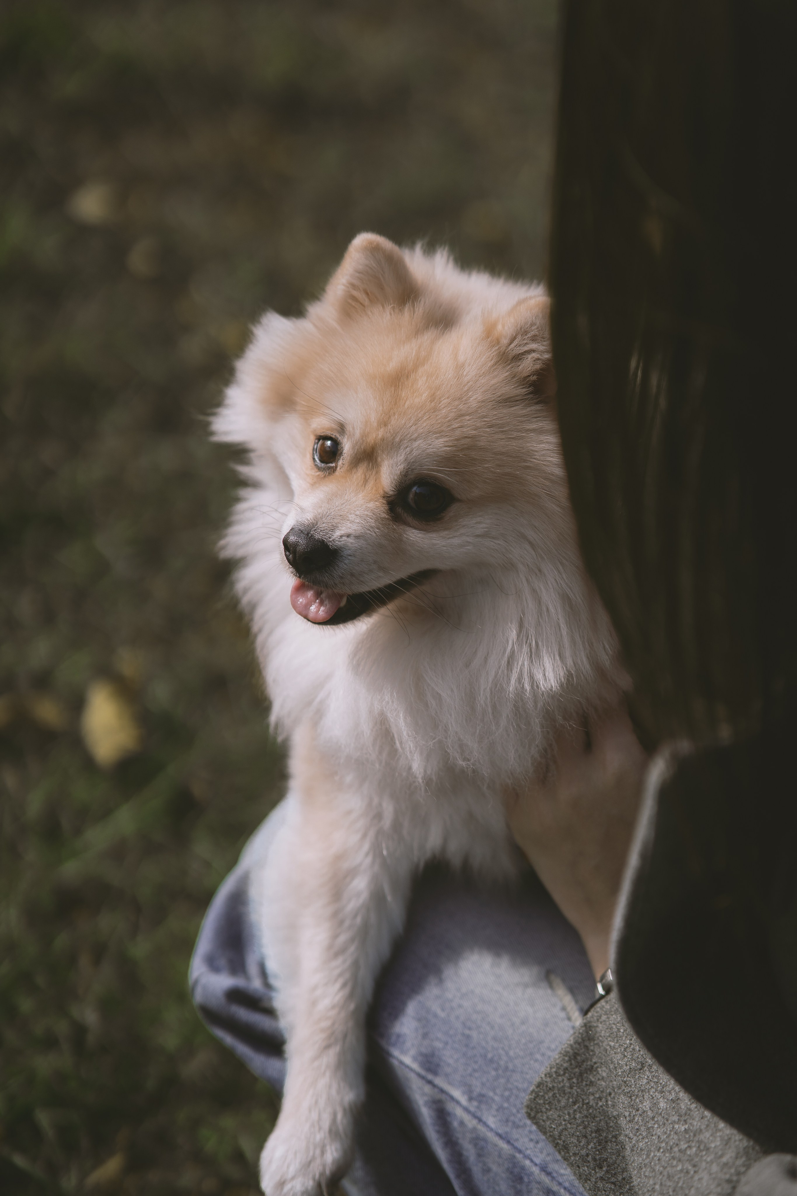 Дарья и ее шпиц Роня. Фотограф в Хабаровске — Виолетта Агафонова