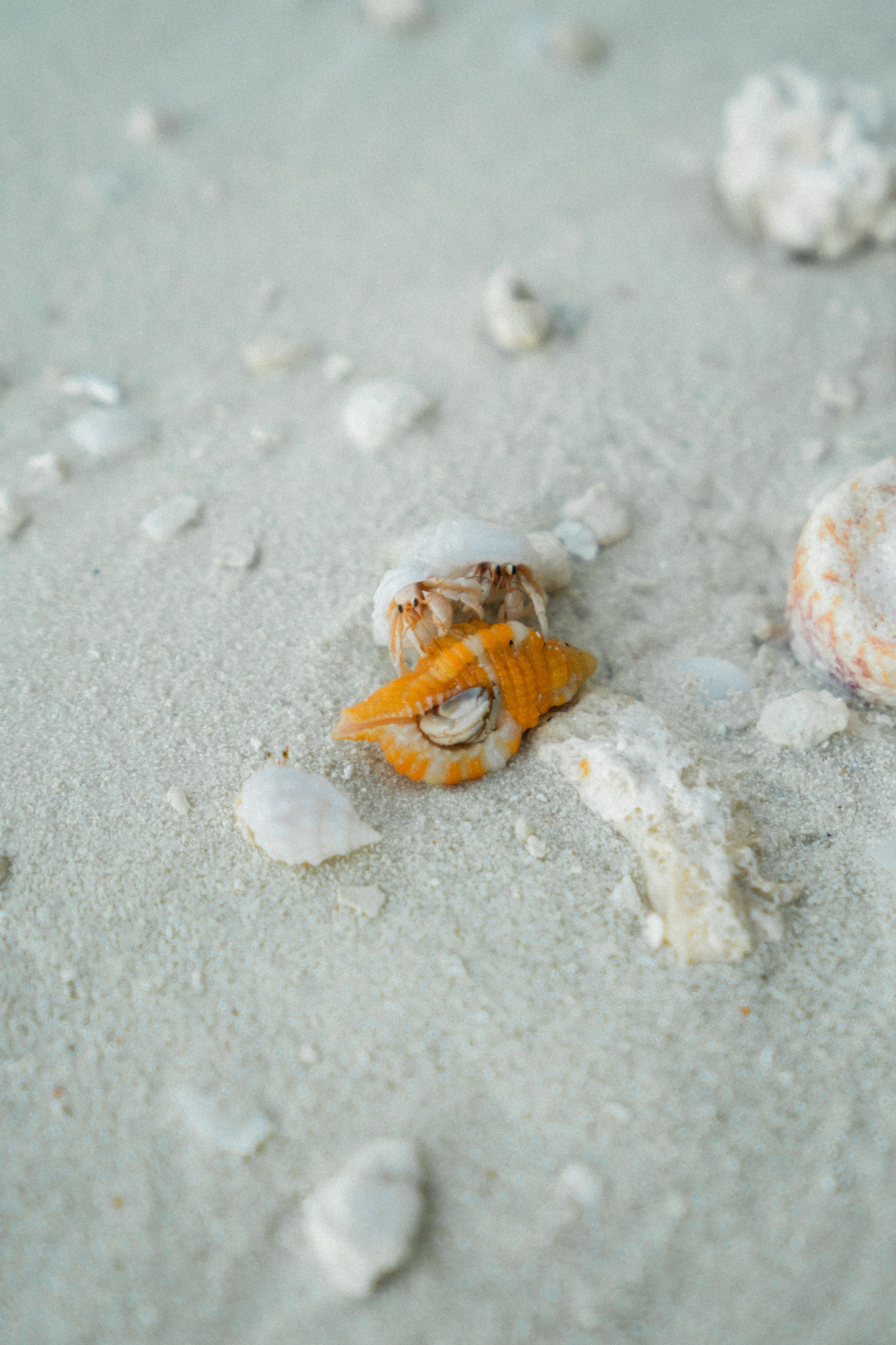 Мальдивы. Фотограф Алиса Аспер