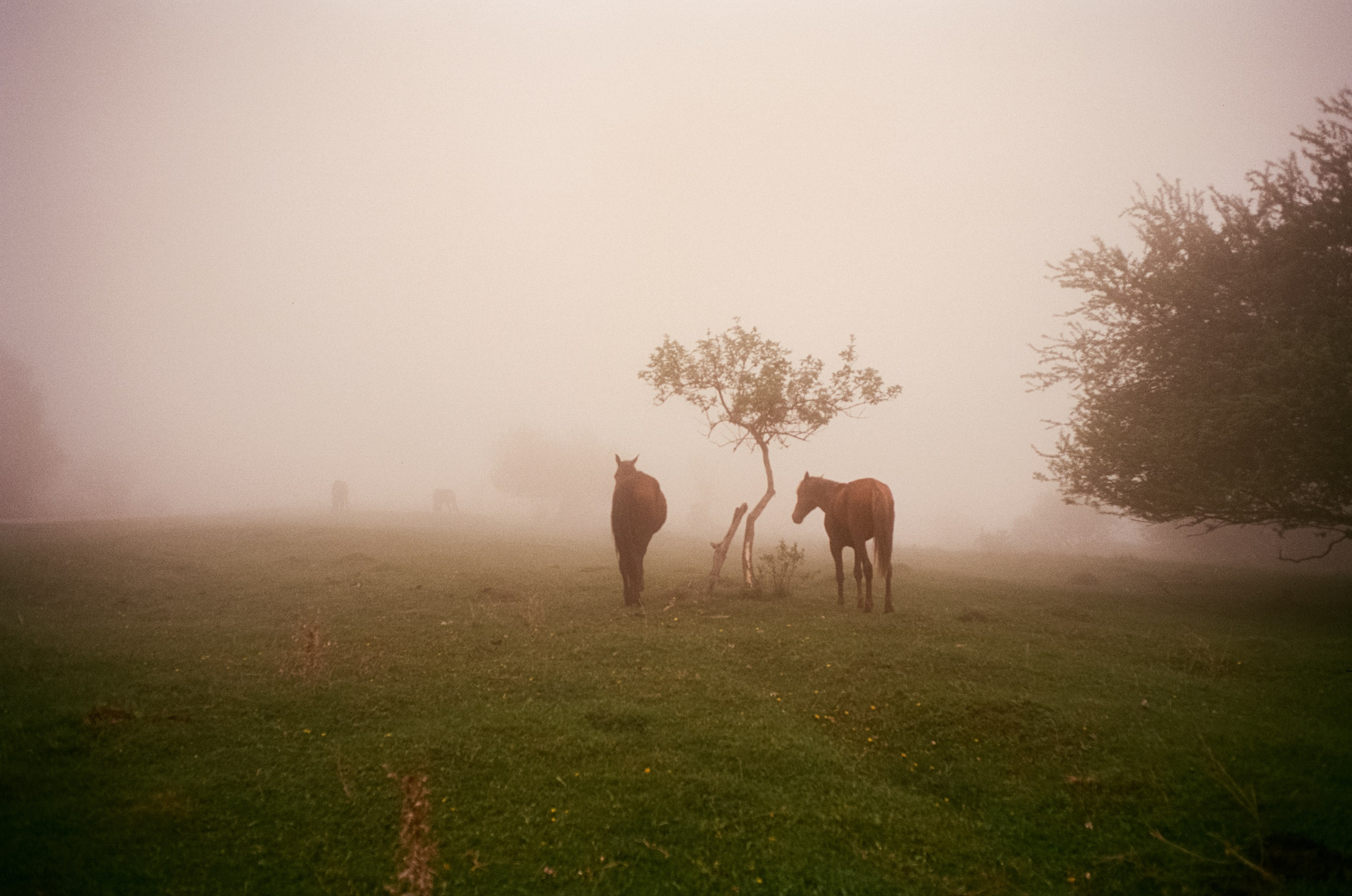 Кисловодск, дорога в сторону метеостанции, туман, лошади / Voigtlander