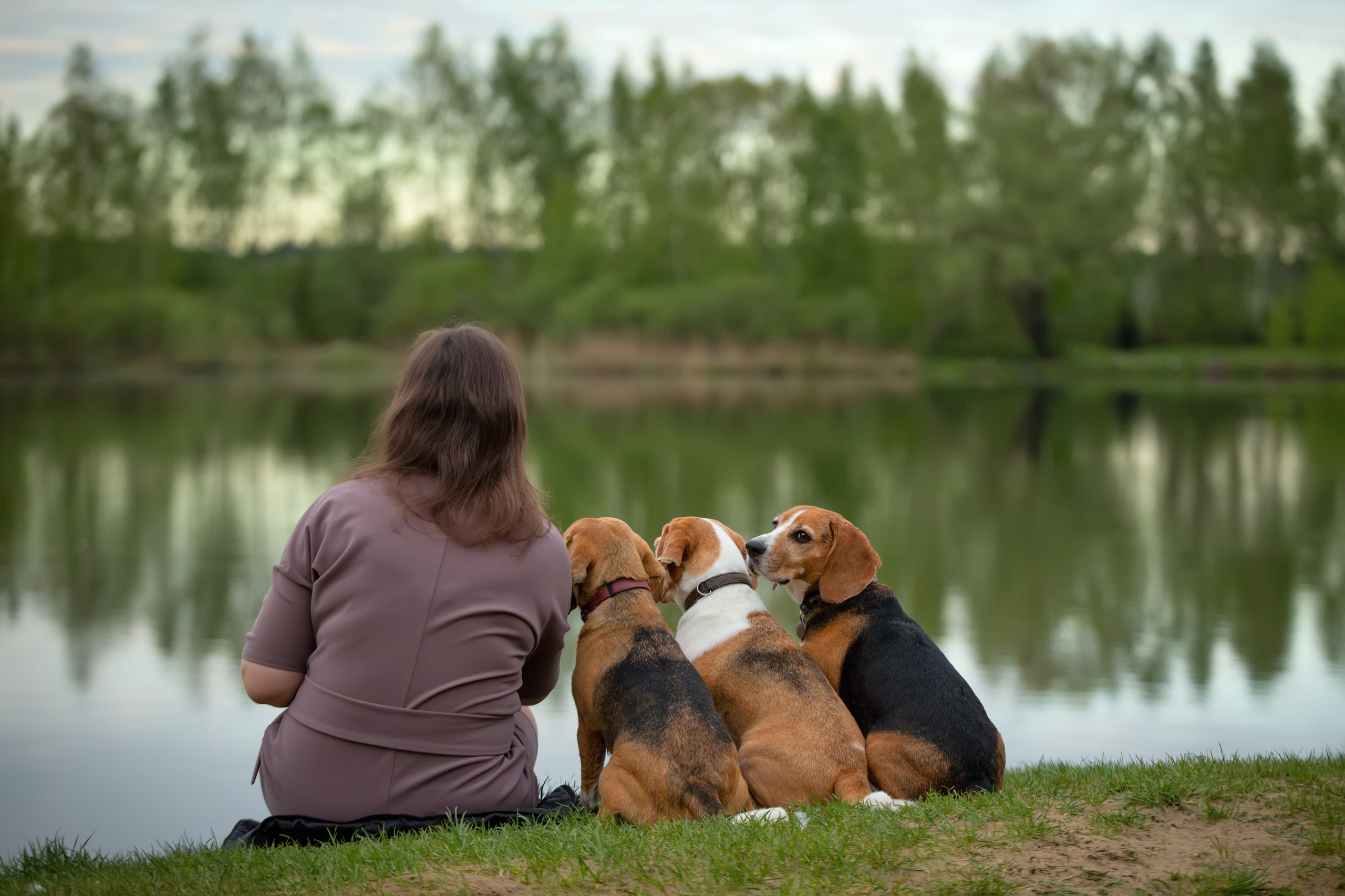 Бигли питомника КрисМэлл. Фотограф-анималист Natalia Deingel | Фотосъемка собак в Москве