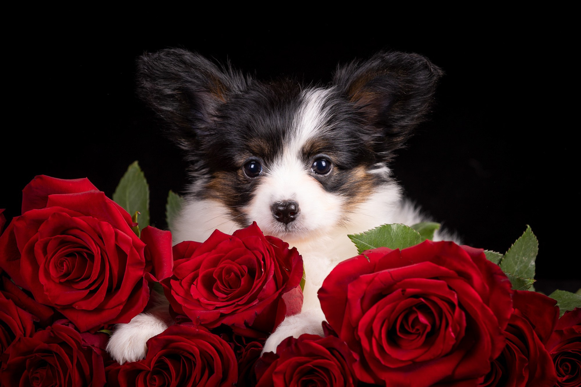 Фотосъёмки щенков. Фотограф-анималист Natalia Deingel | Фотосъемка собак в Москве