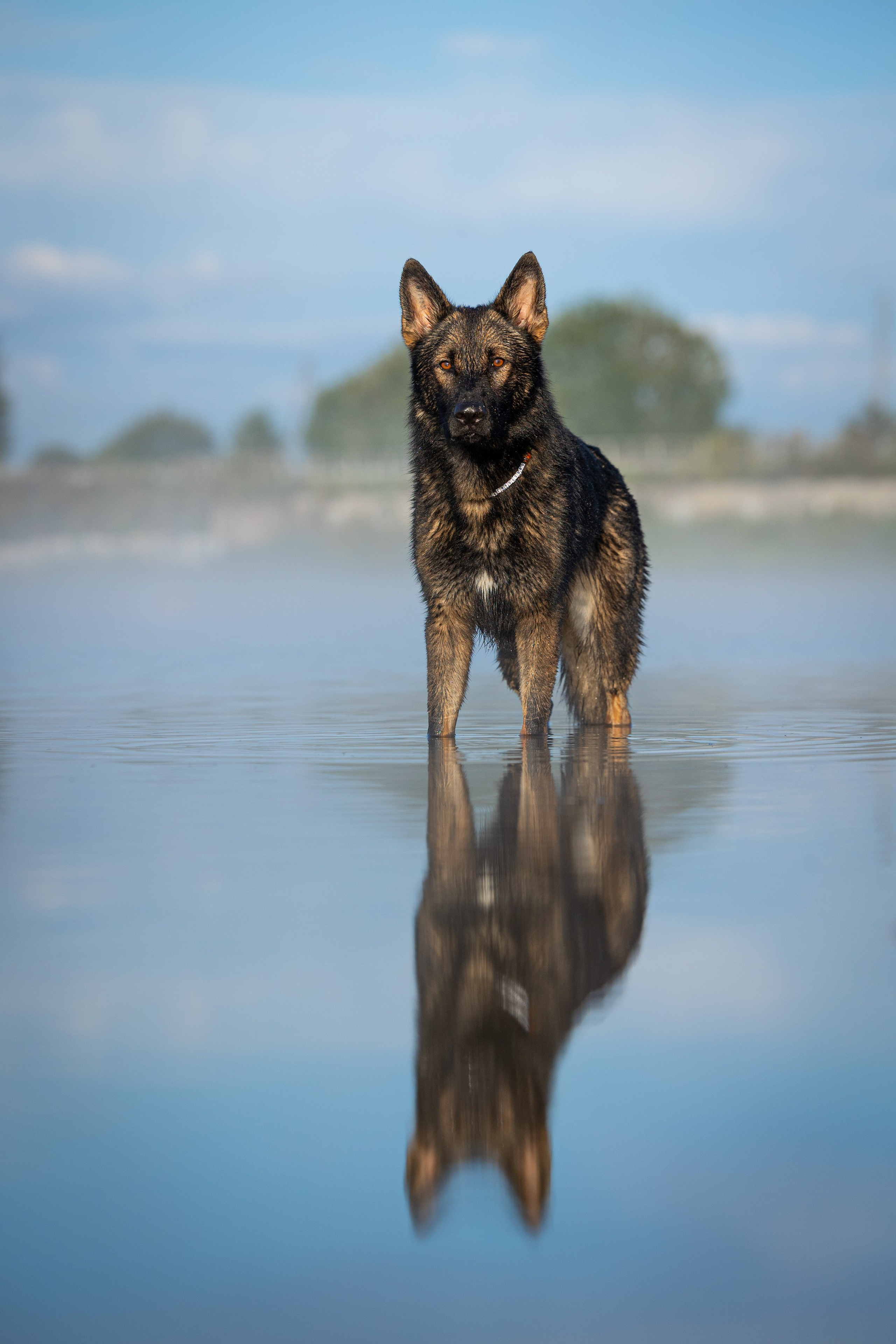 Немецкие овчарки Кетчер и Роскошь. Фотограф-анималист Natalia Deingel | Фотосъемка собак в Москве
