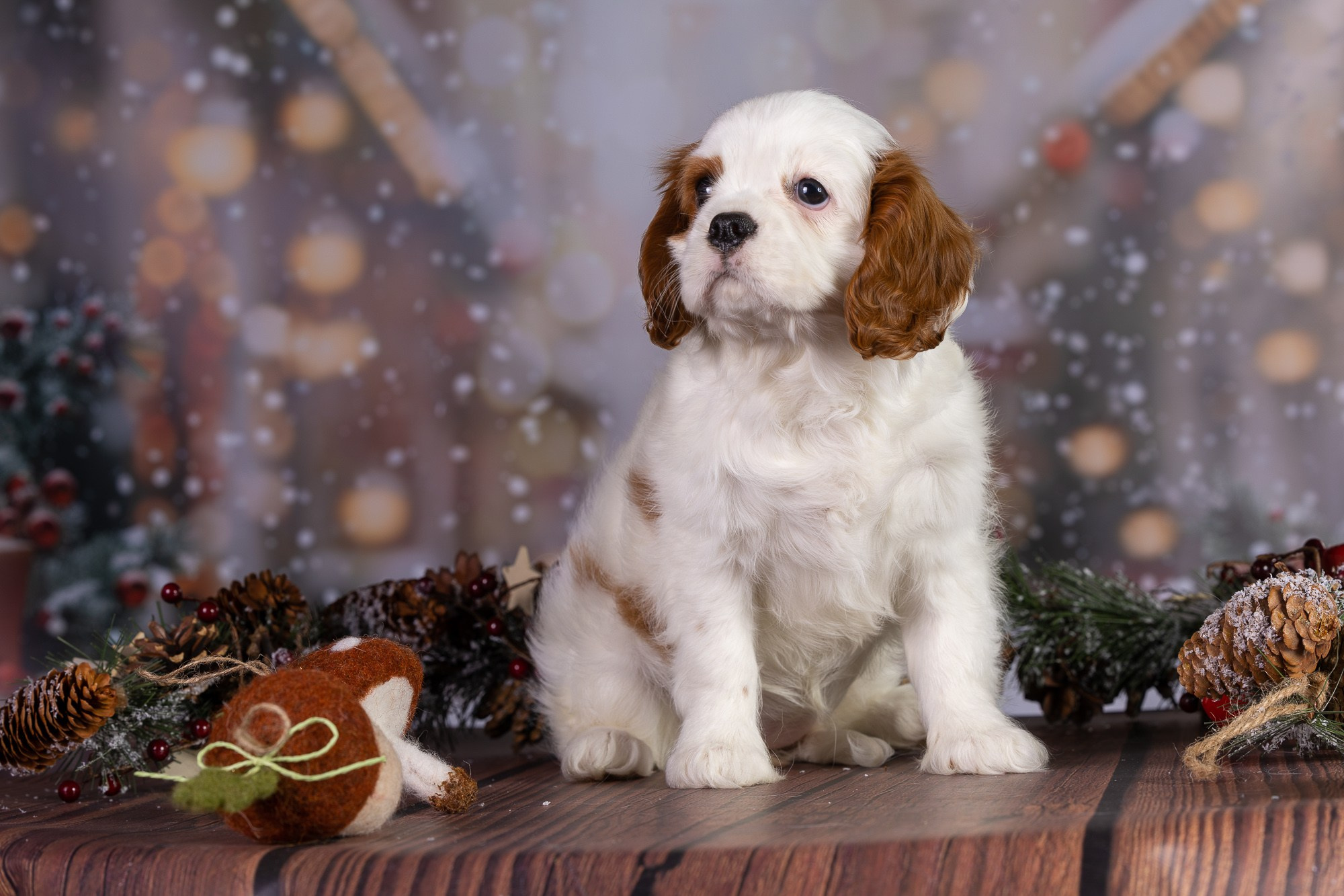 Отзыв о моей лекции о фотосъёмке собак. Фотограф-анималист Natalia Deingel | Фотосъемка собак в Москве