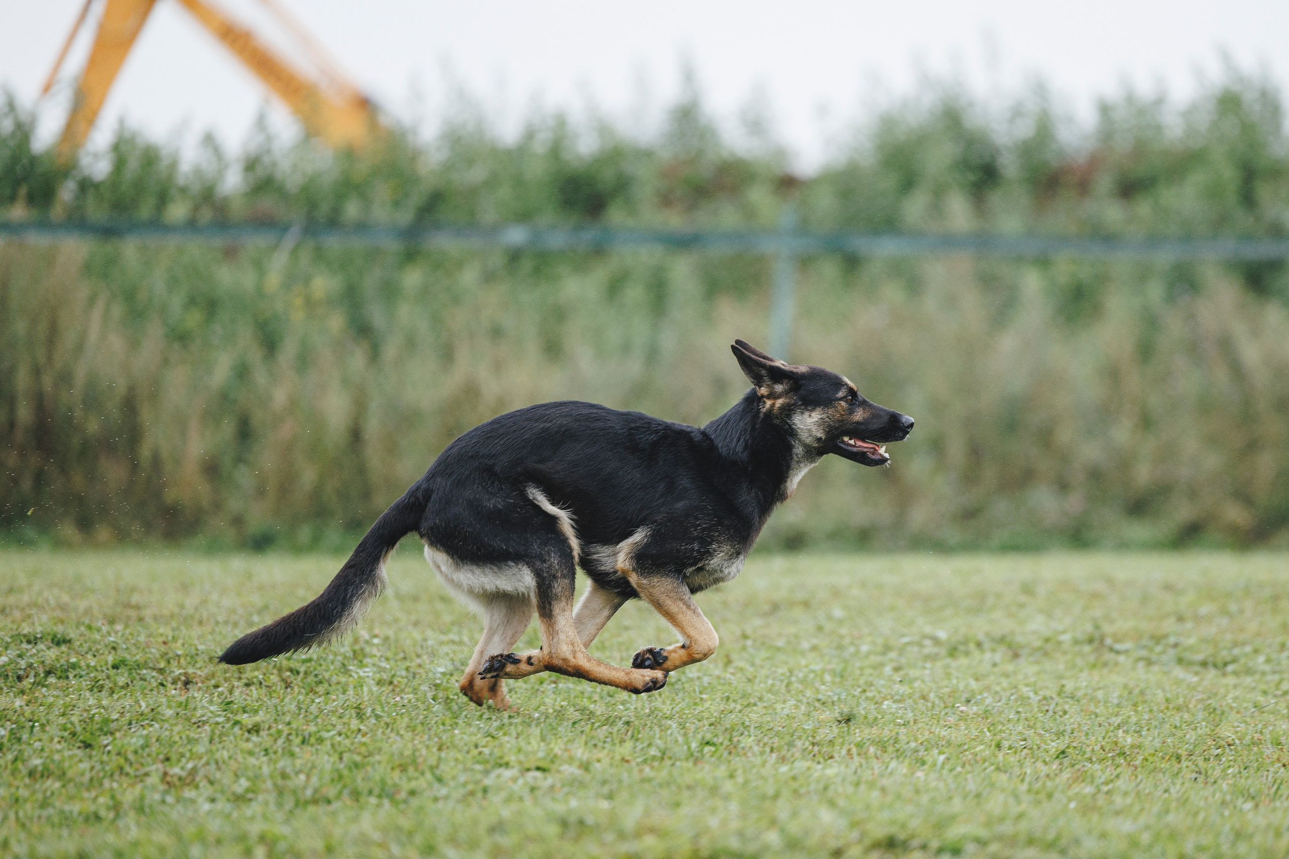 08.08.25-10.08.25 ЧР по мондьорингу г. Вологда. Фотограф-анималист Анна Маринич