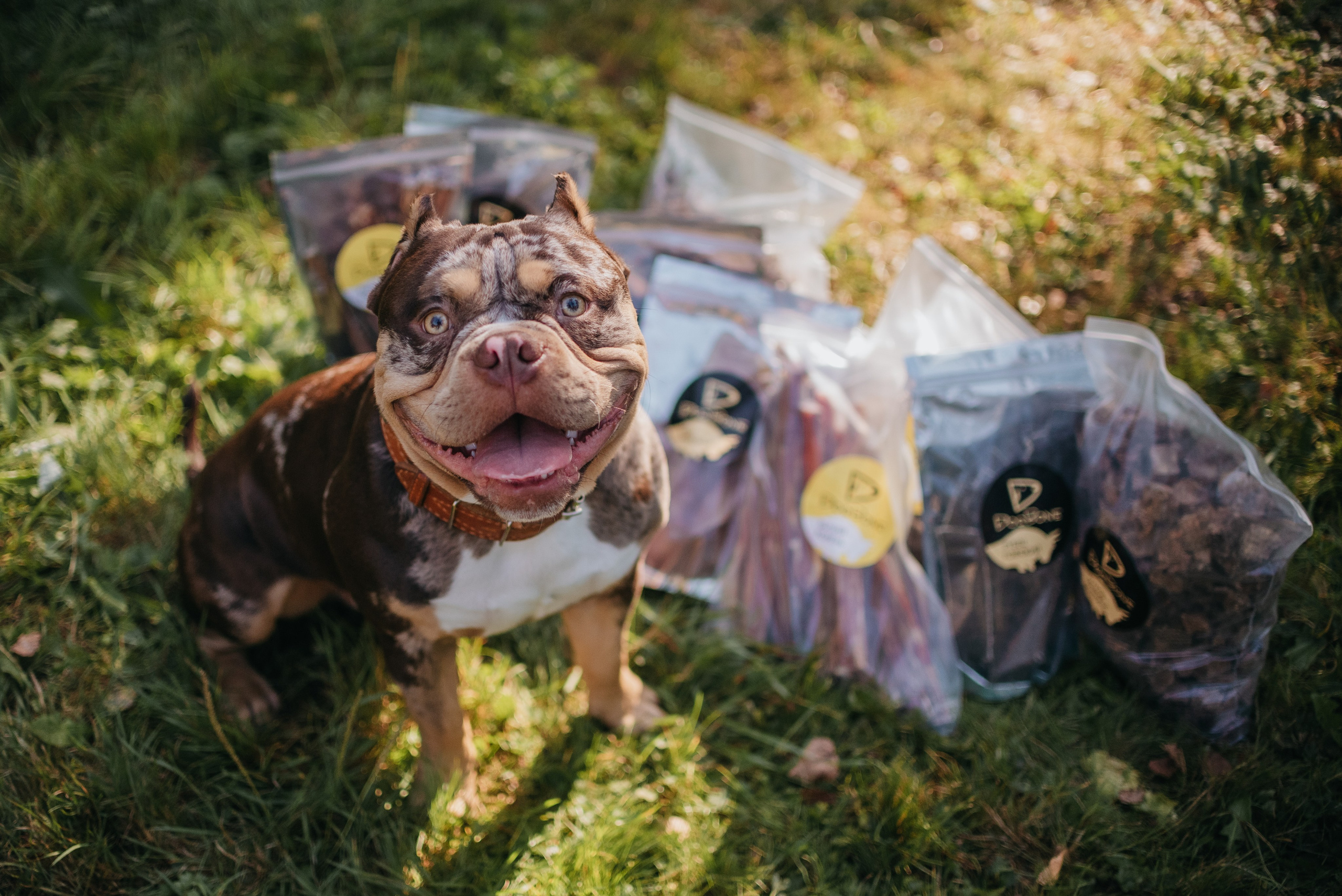 Dog Bone контент. Фотограф-анималист Валерия, Москва, Мытищи